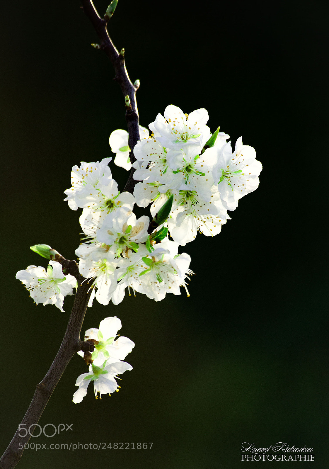 Canon EOS 650D (EOS Rebel T4i / EOS Kiss X6i) sample photo. Copie photography
