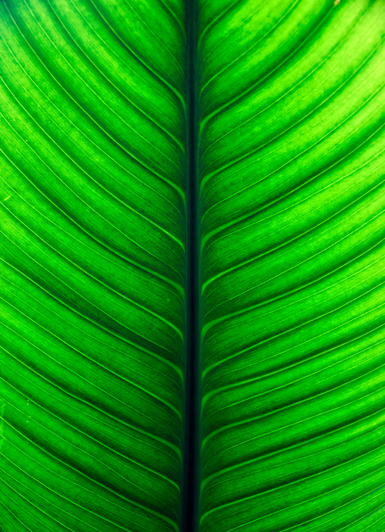 Canon EOS 80D sample photo. Growing green photography