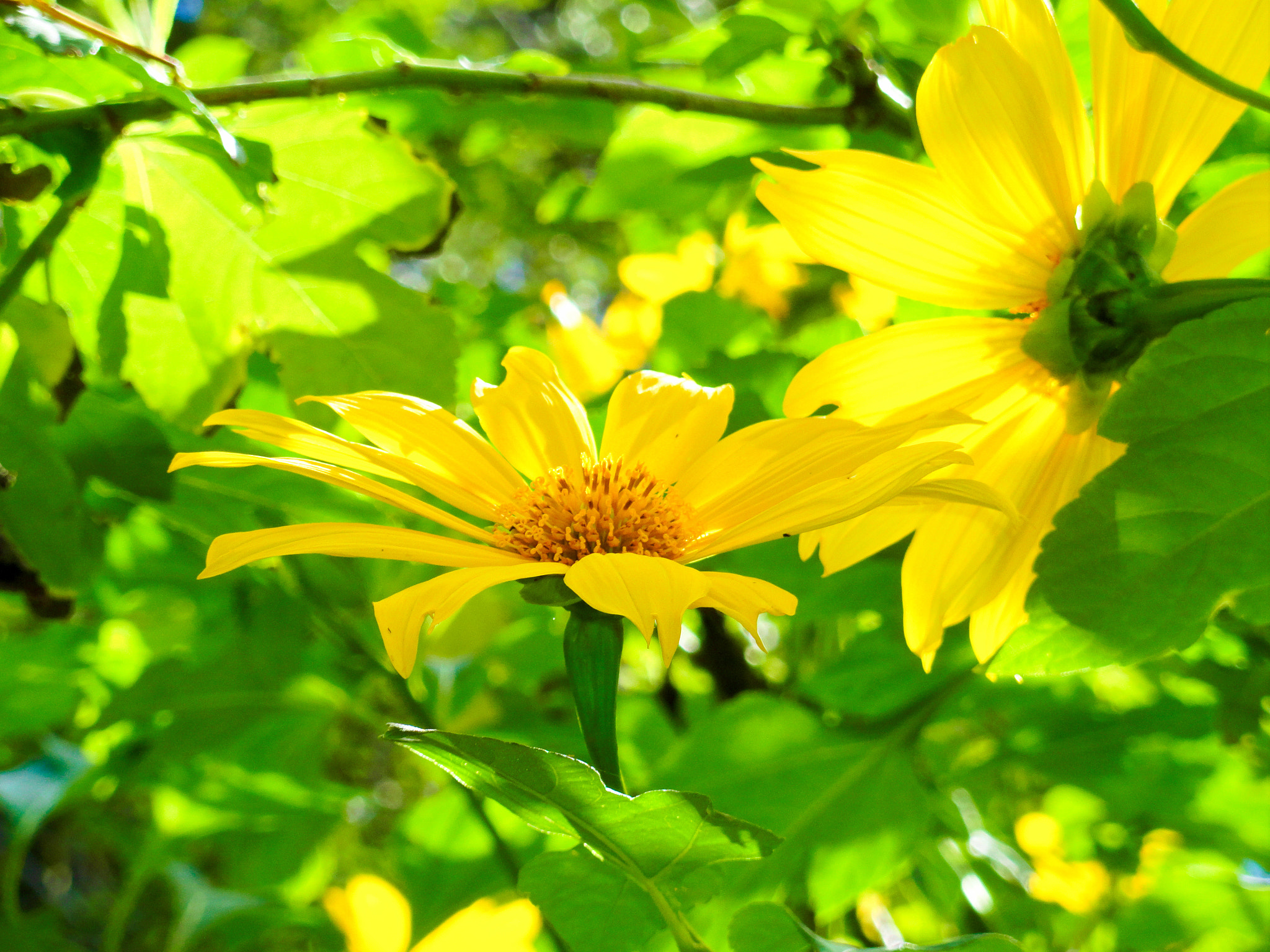 Sony Cyber-shot DSC-H70 sample photo. Oahu sunshine photography