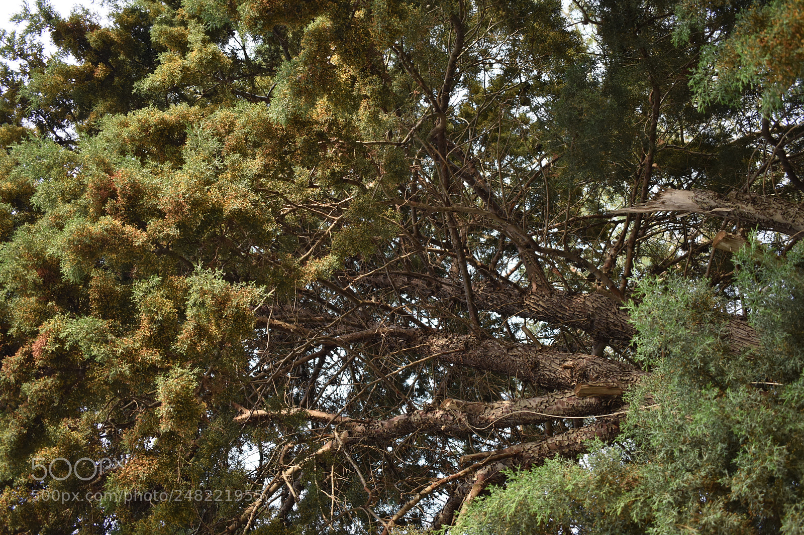 Nikon D3400 sample photo. Trees photography