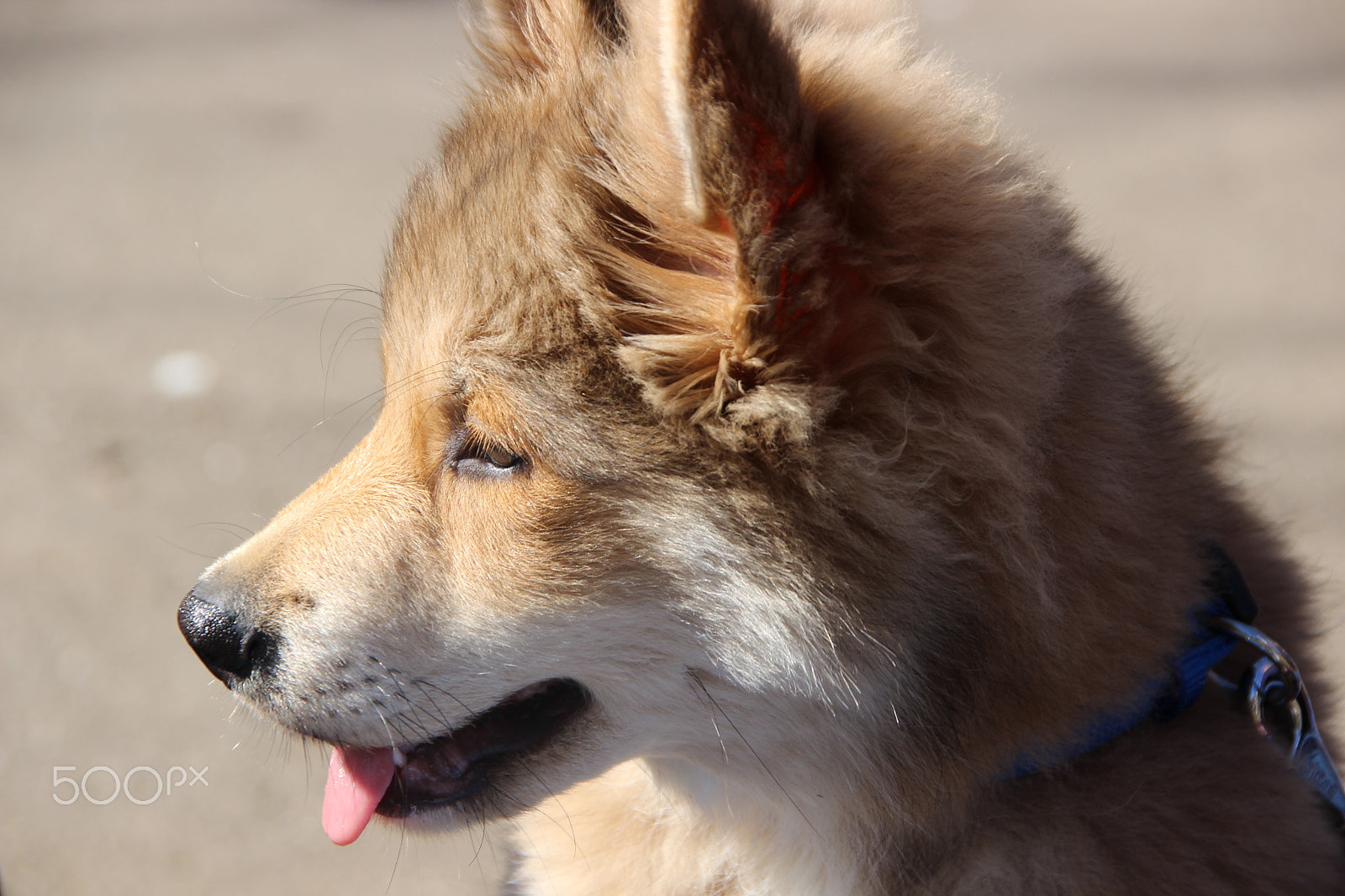 Canon EOS 600D (Rebel EOS T3i / EOS Kiss X5) + Tamron AF 18-250mm F3.5-6.3 Di II LD Aspherical (IF) Macro sample photo. Dog eurasier photography
