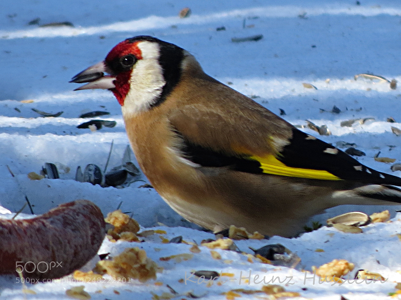 Canon PowerShot SX50 HS sample photo. Stieglitz jilguero goldfinch photography