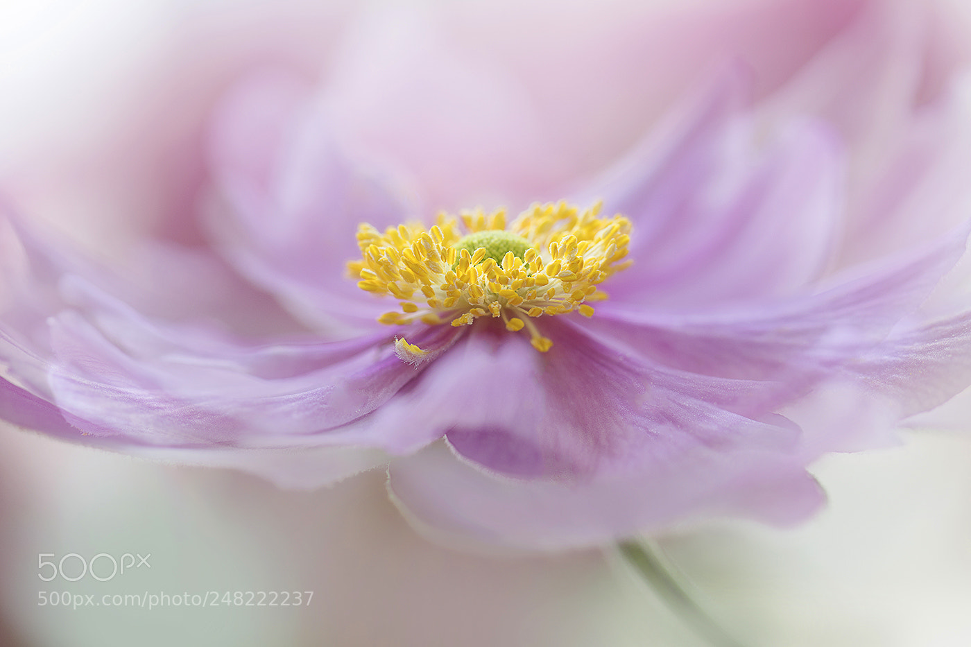 Canon EOS 7D Mark II sample photo. Japanese anemone photography