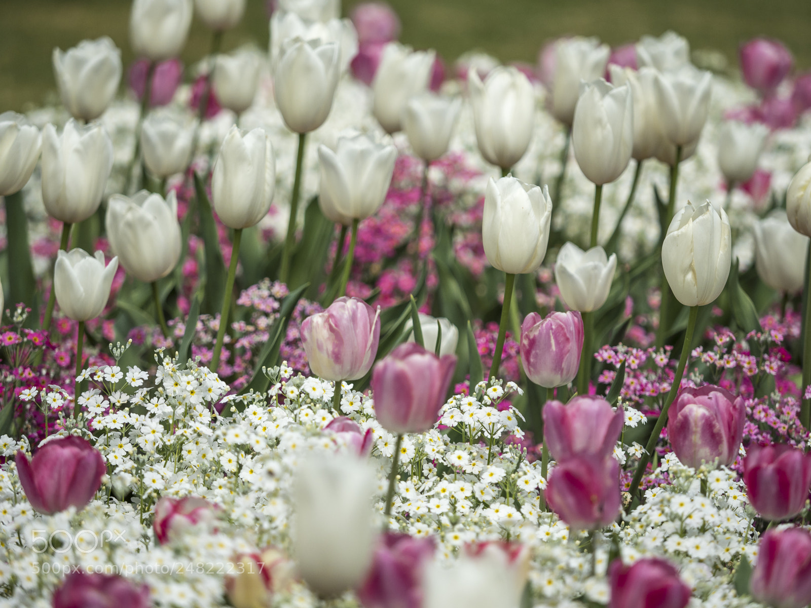 Olympus OM-D E-M1 Mark II sample photo. Tulips of pink and photography