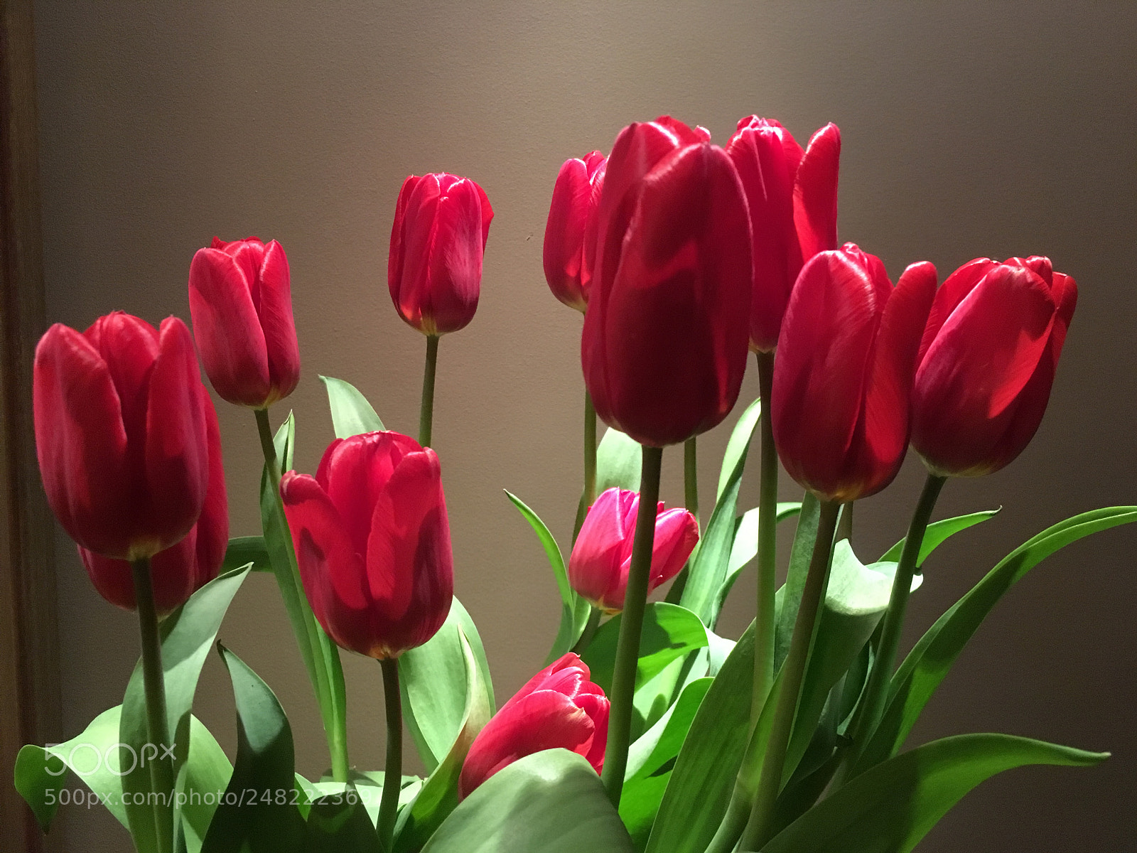Apple iPhone SE sample photo. Tulip in my pillow photography