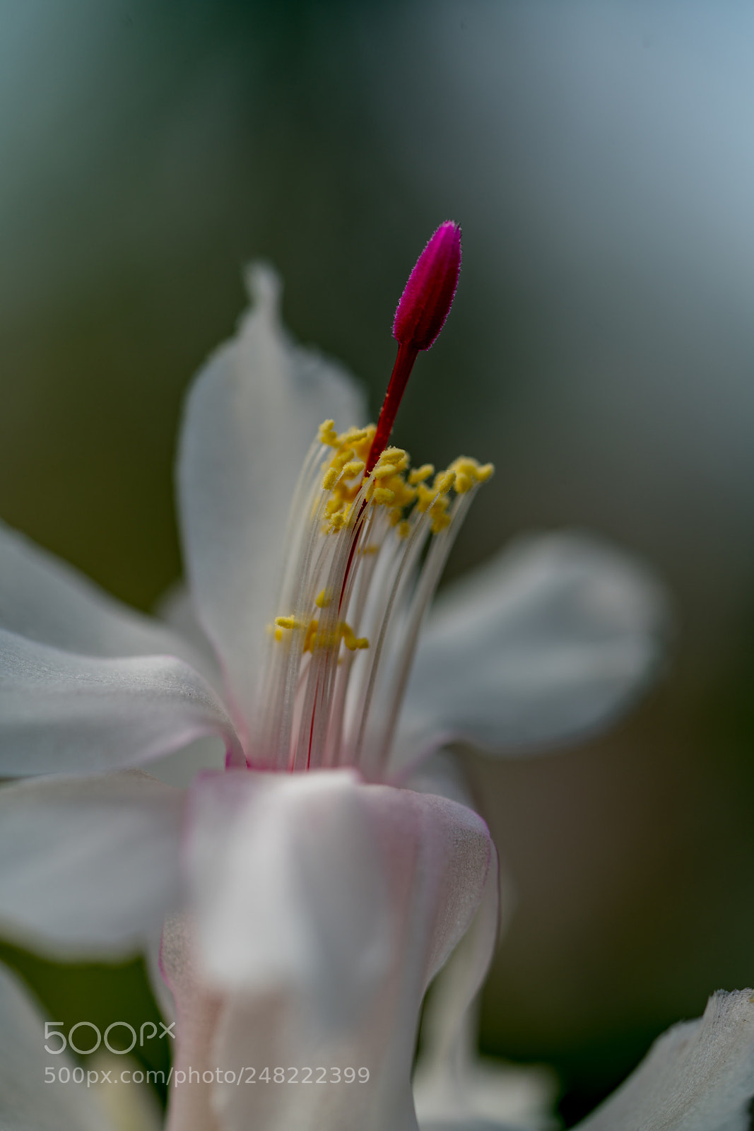 Sony a7R II sample photo. Simple photography
