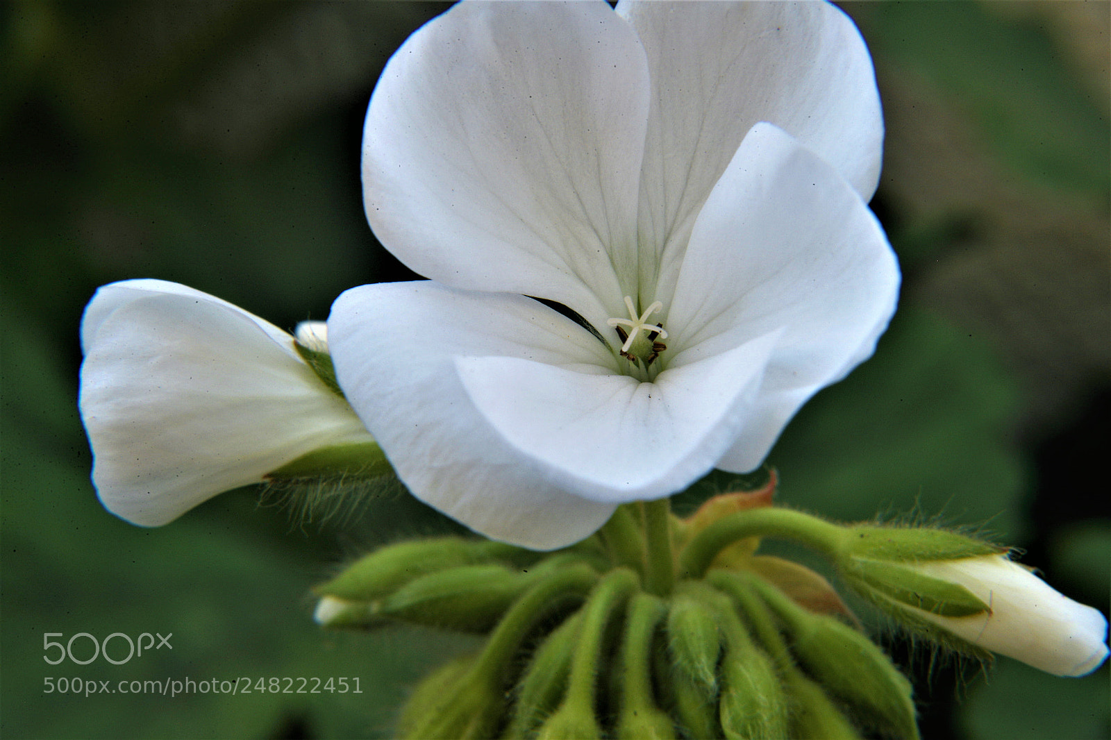 Canon EOS-1D X Mark II sample photo. White flower the bright photography