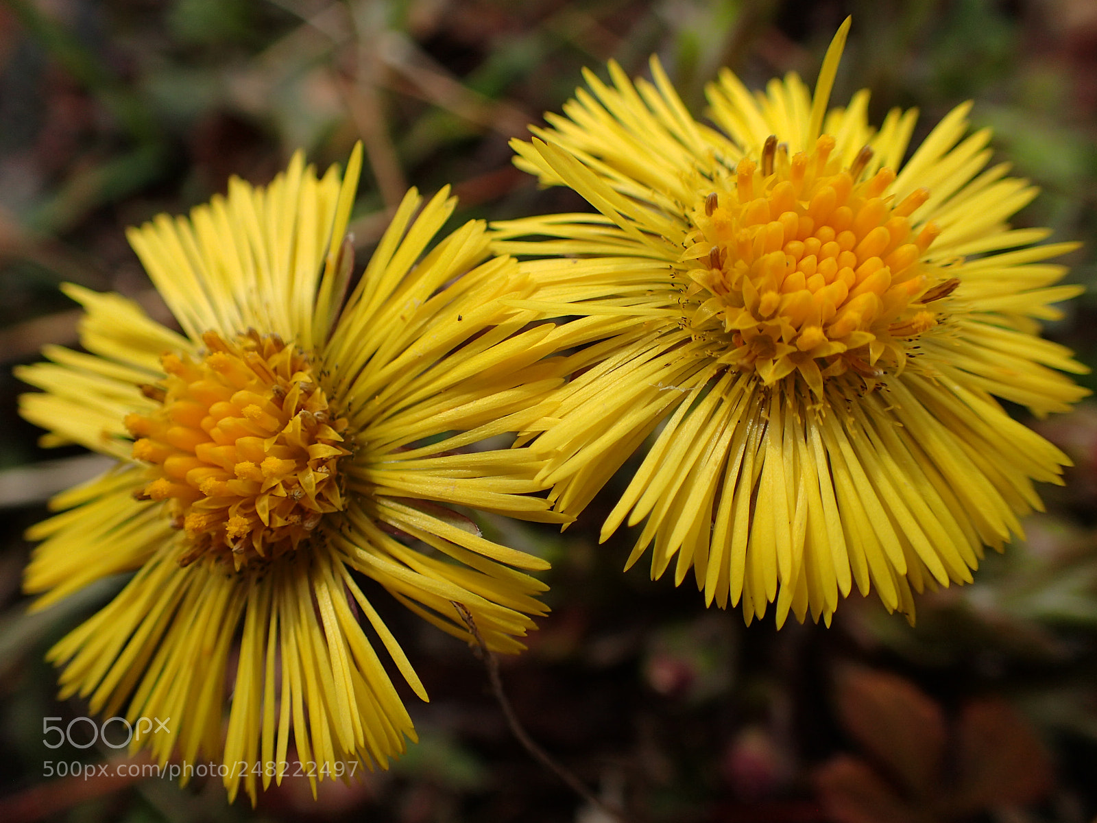 Olympus TG-4 sample photo. Coltfoot photography