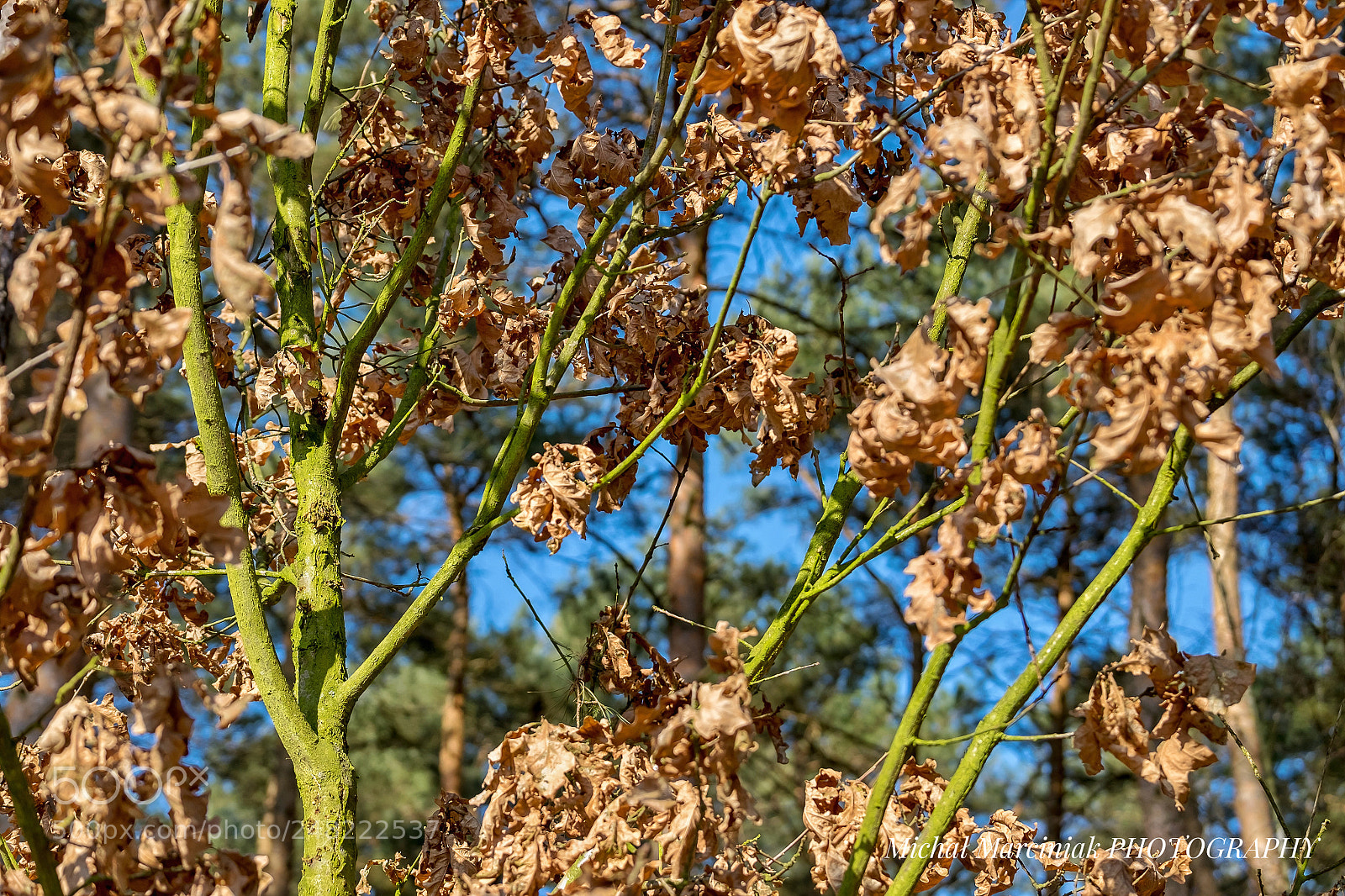 Fujifilm X-T1 sample photo. Waiting for a spring  . . . photography