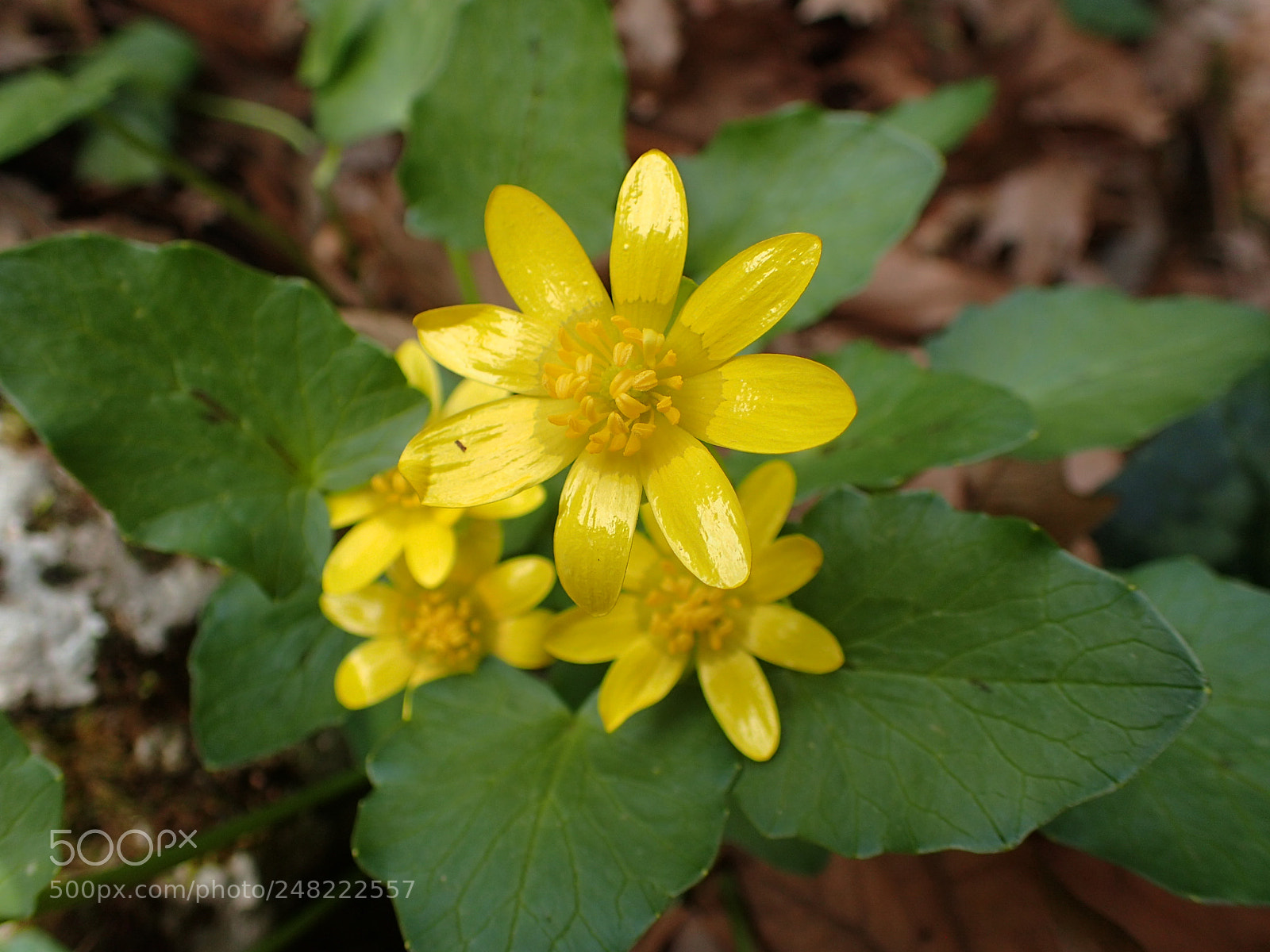 Olympus TG-4 sample photo. Caltha palustris photography
