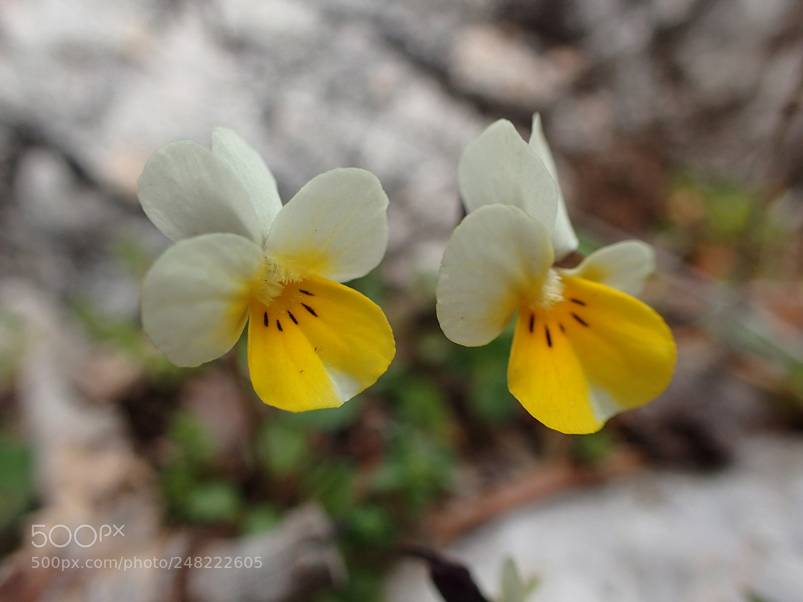 Olympus TG-4 sample photo. Wild violets white-yellow photography