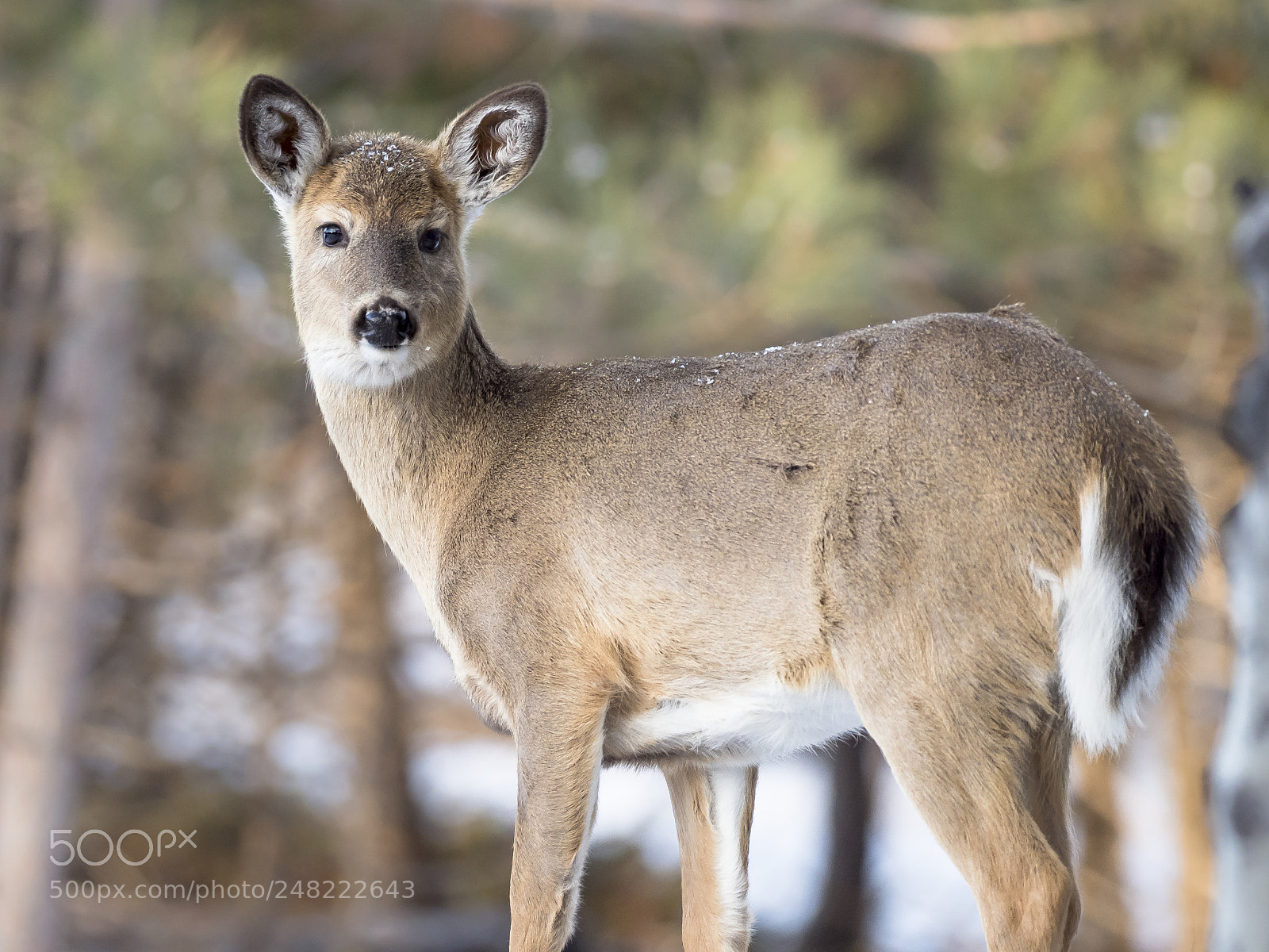 Olympus OM-D E-M1 Mark II sample photo. How cute can they photography