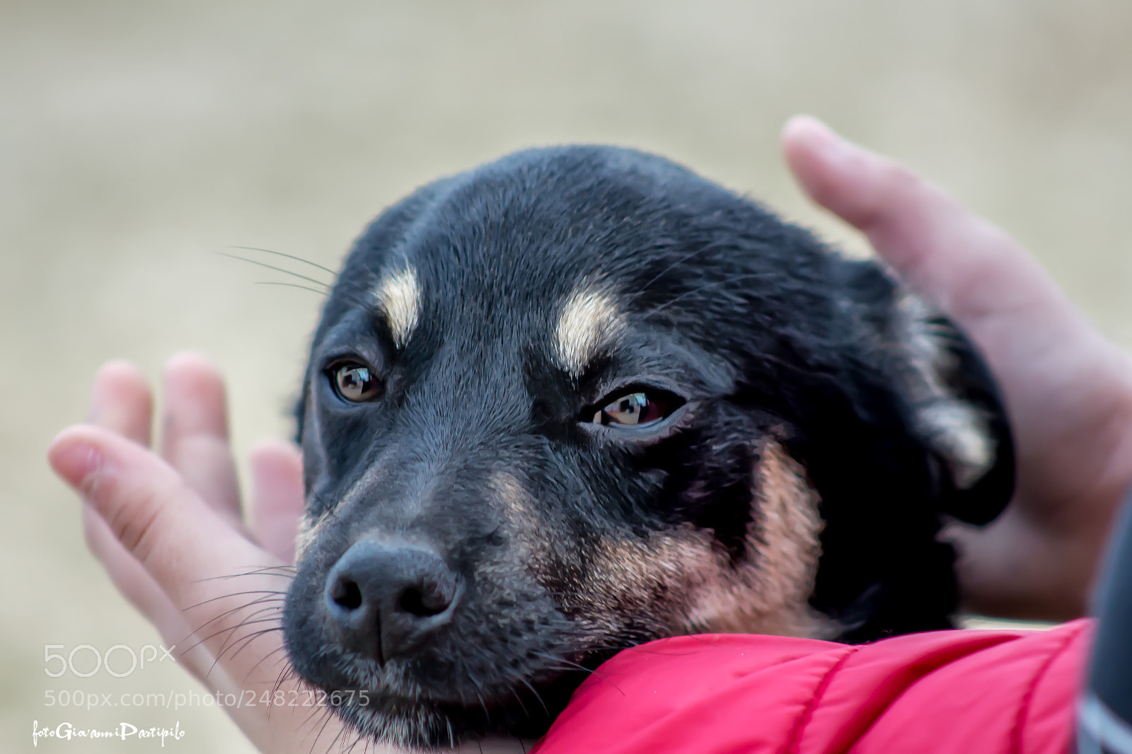 Canon EOS 100D (EOS Rebel SL1 / EOS Kiss X7) sample photo. Mi fido di te... photography