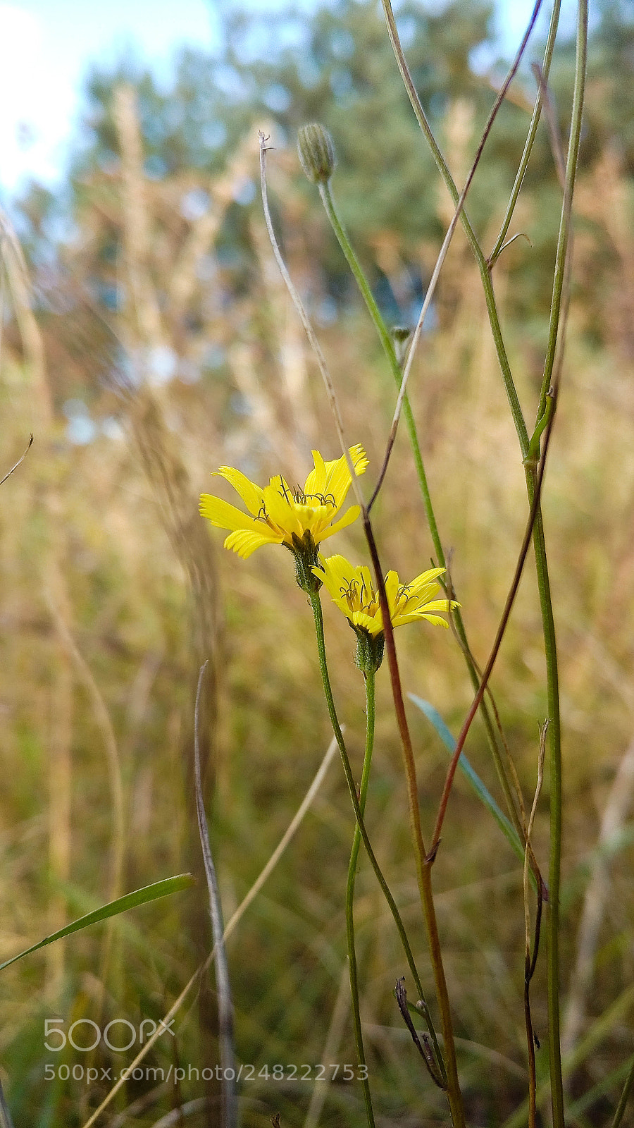 Motorola Moto X Play sample photo. Yellow sisters photography