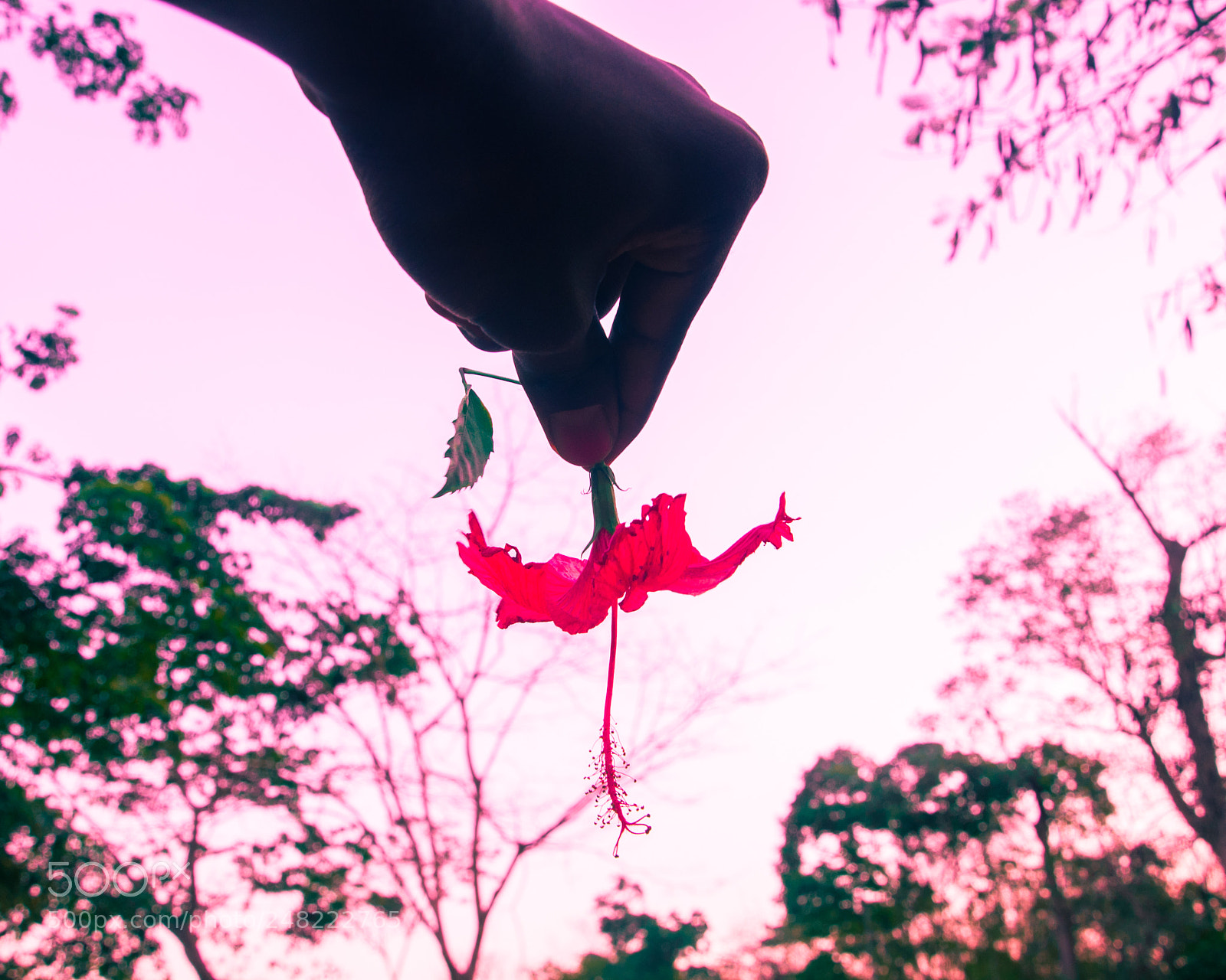Nikon D90 sample photo. Coloured reality photography