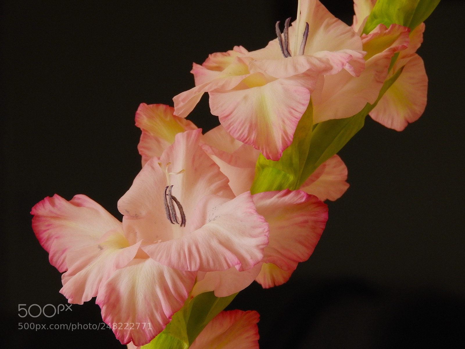 Nikon Coolpix B700 sample photo. Flower photography