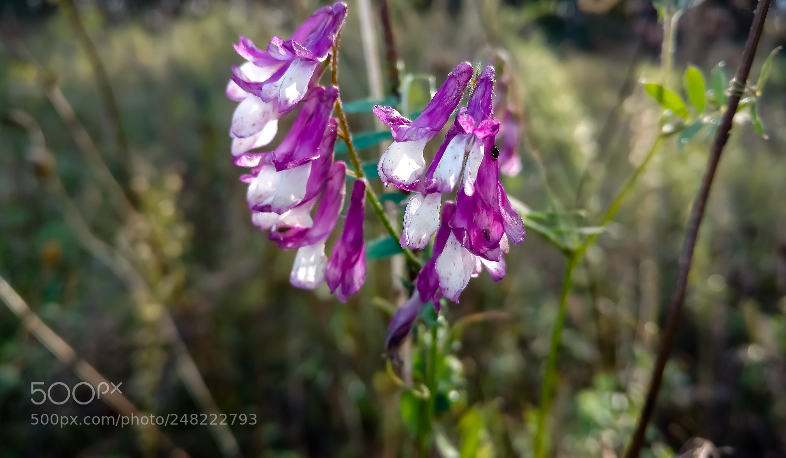 Motorola Moto X Play sample photo. Flowers photography