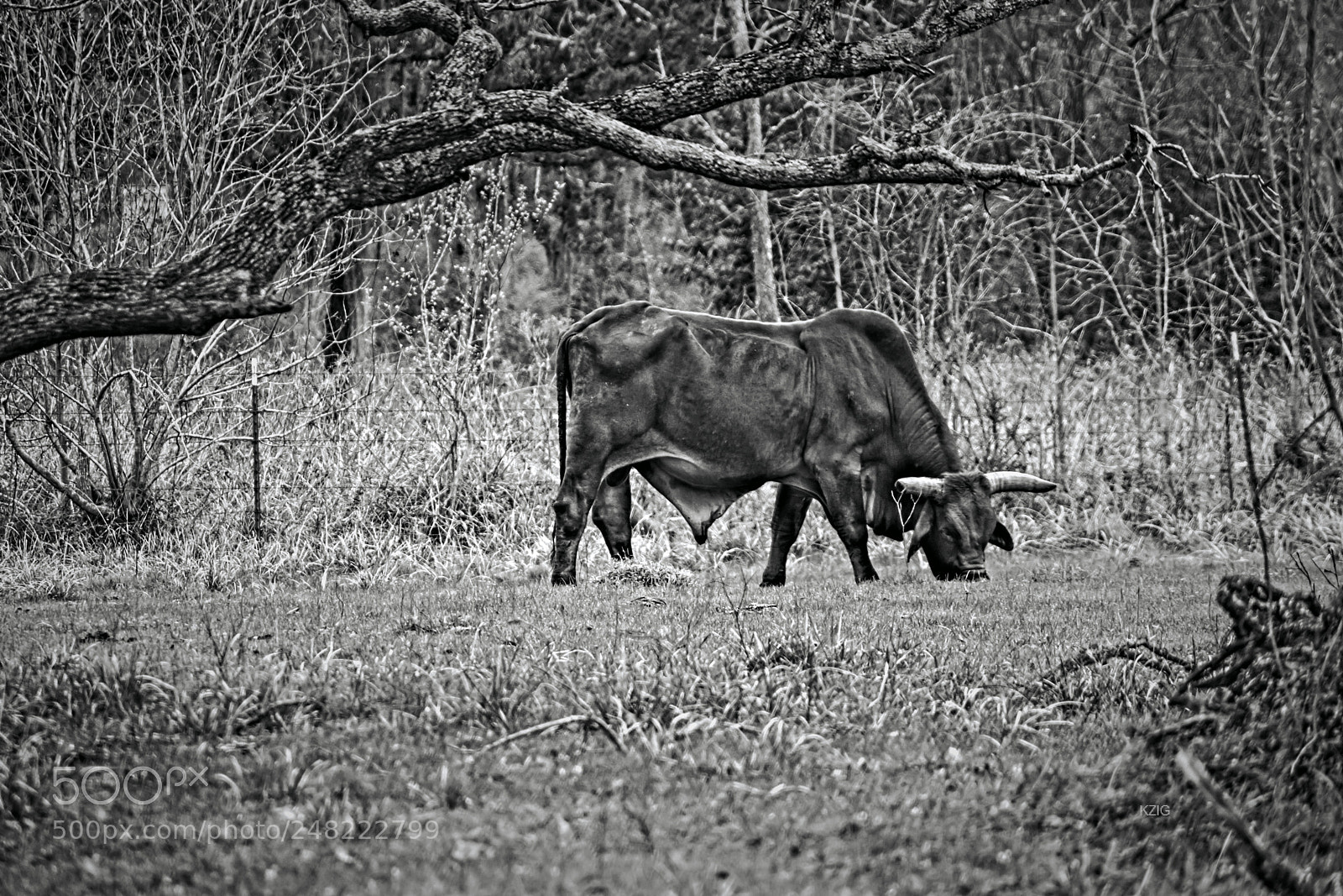 Nikon D3400 sample photo. Bull photography