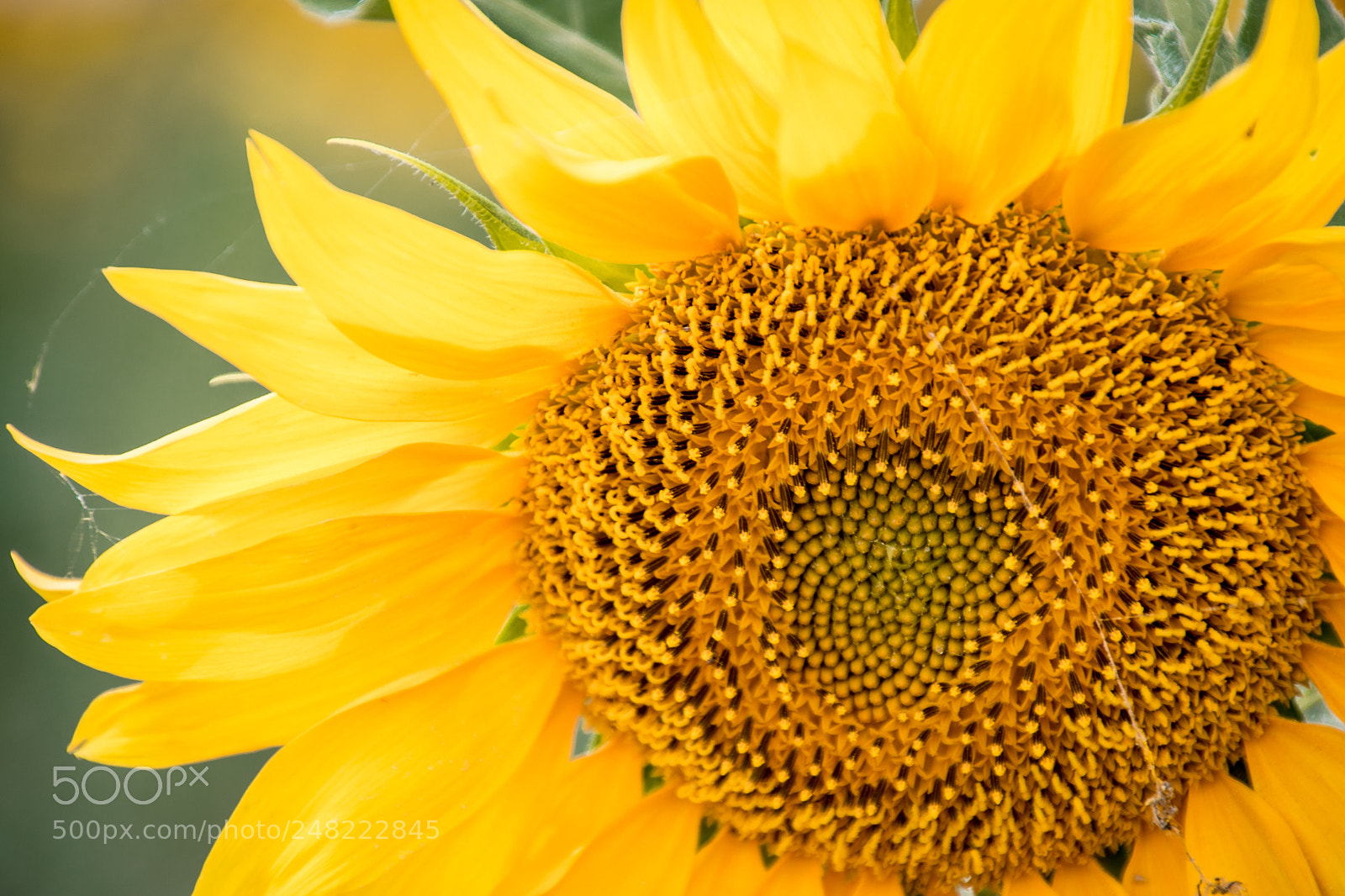 Canon EOS 7D Mark II sample photo. Sunflower photography