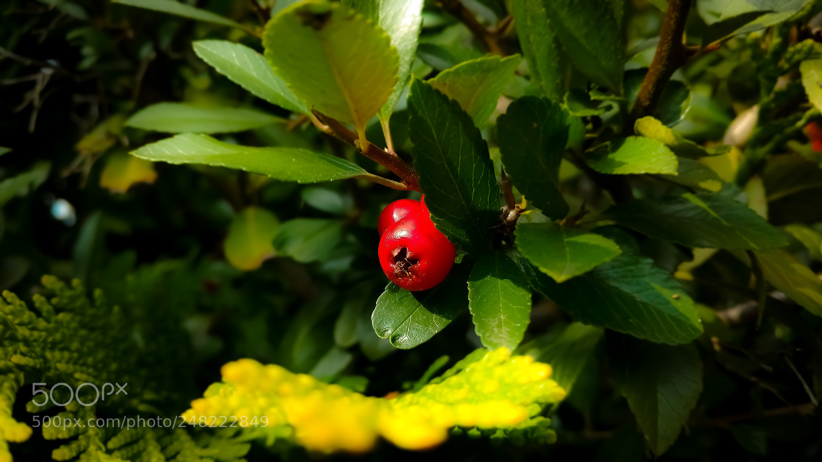 Motorola Moto X Play sample photo. Red lady photography
