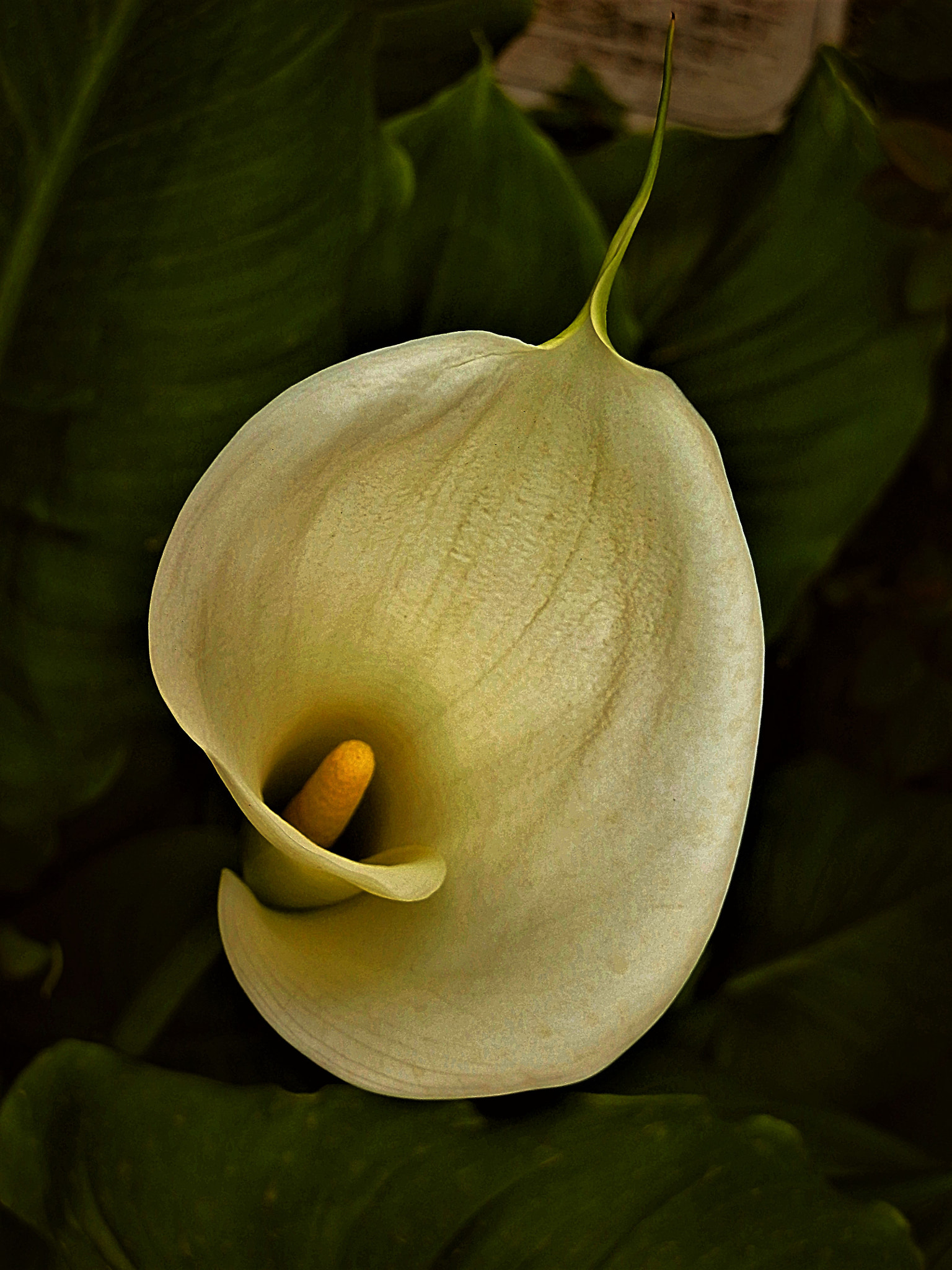 Olympus SZ-10 sample photo. Arum flower photography