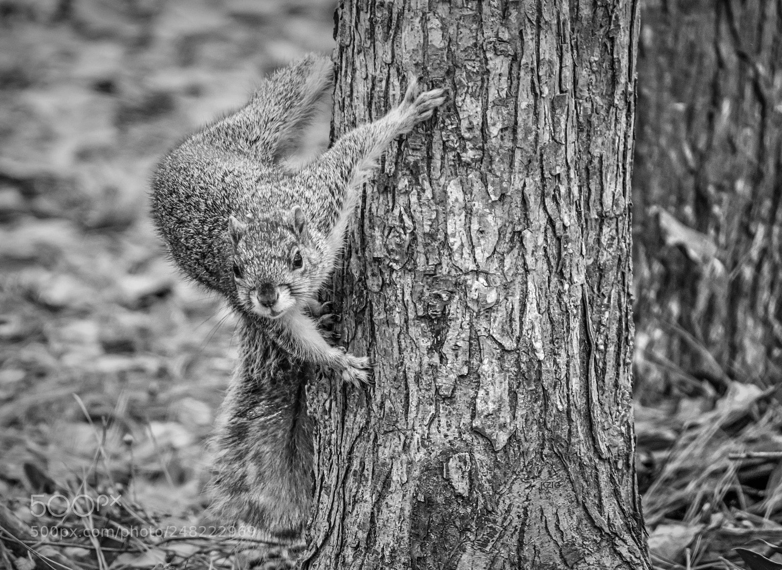 Nikon D3400 sample photo. Squirrel photography