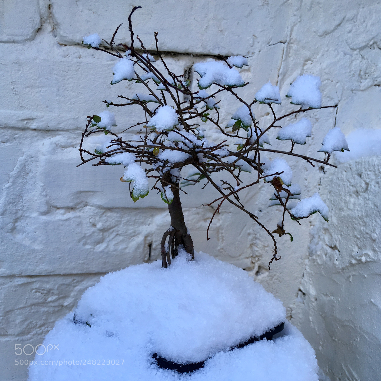 Apple iPhone SE sample photo. Bonsai in simple shades photography