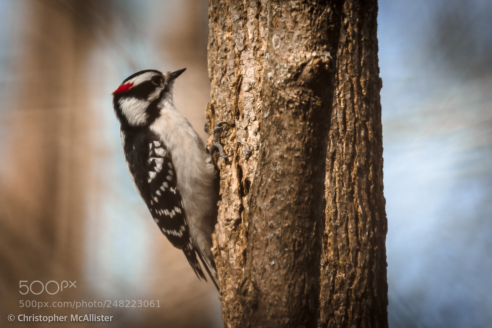 Canon EOS 5DS R sample photo. Woodpecker photography