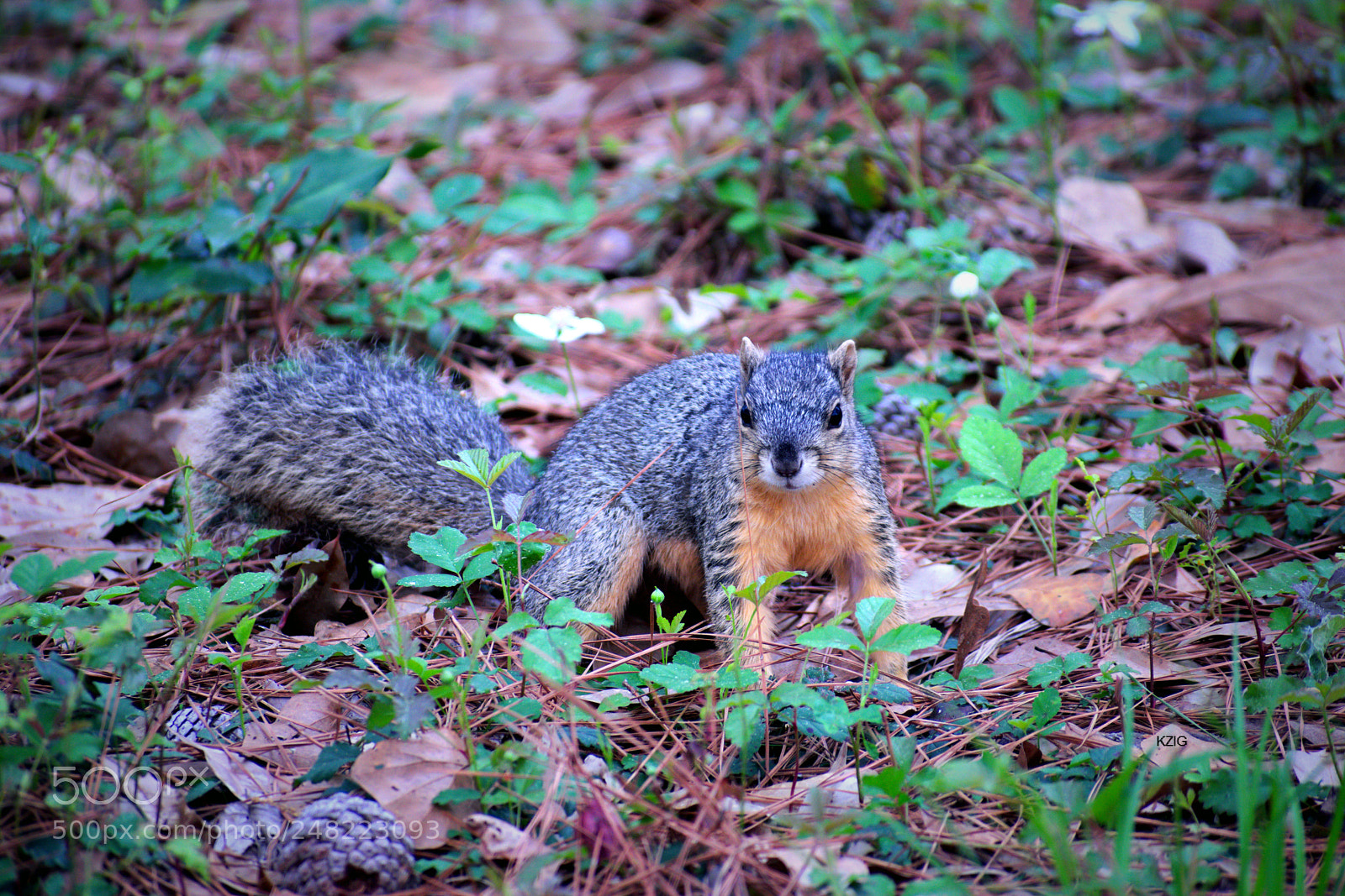 Nikon D3400 sample photo. Squirrel {color} photography