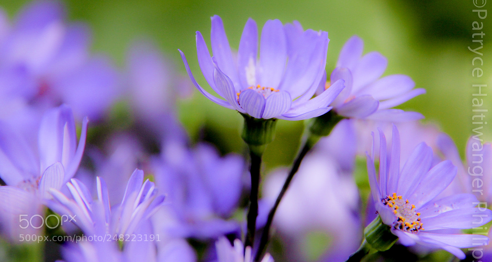 Canon EOS 60D sample photo. Iridescent royal flowers photography