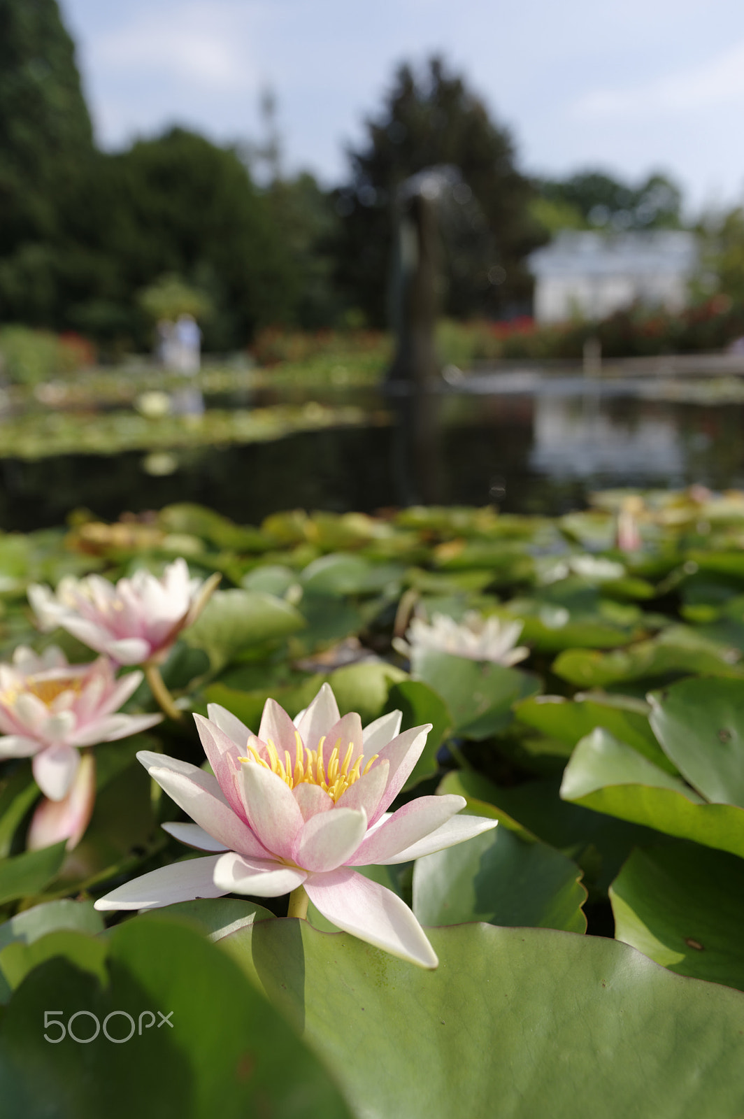 Sigma 18-35mm F1.8 DC HSM Art sample photo. Water lily photography