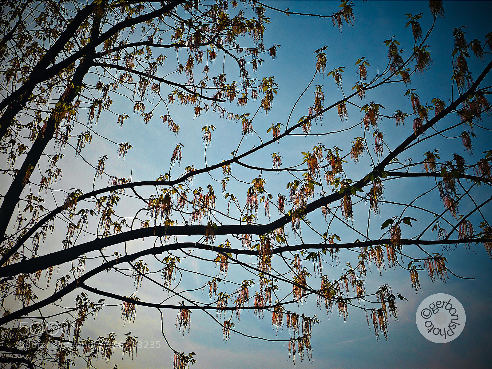 Panasonic Lumix DMC-ZS30 (Lumix DMC-TZ40) sample photo. A tree with curious photography