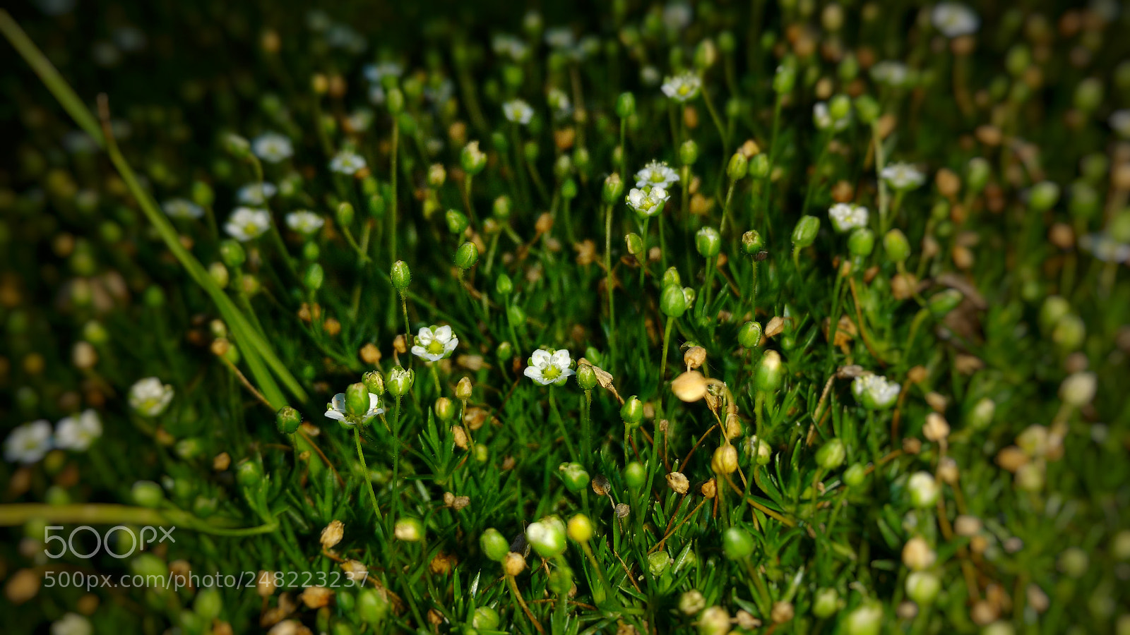 Motorola Moto X Play sample photo. Little princess photography