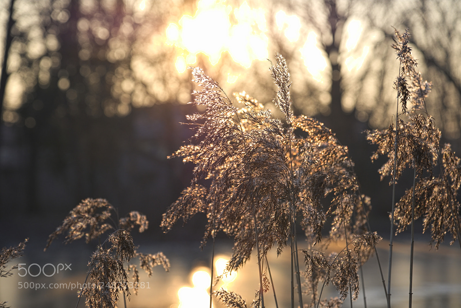 Fujifilm X-T20 sample photo. Phragmites australis photography