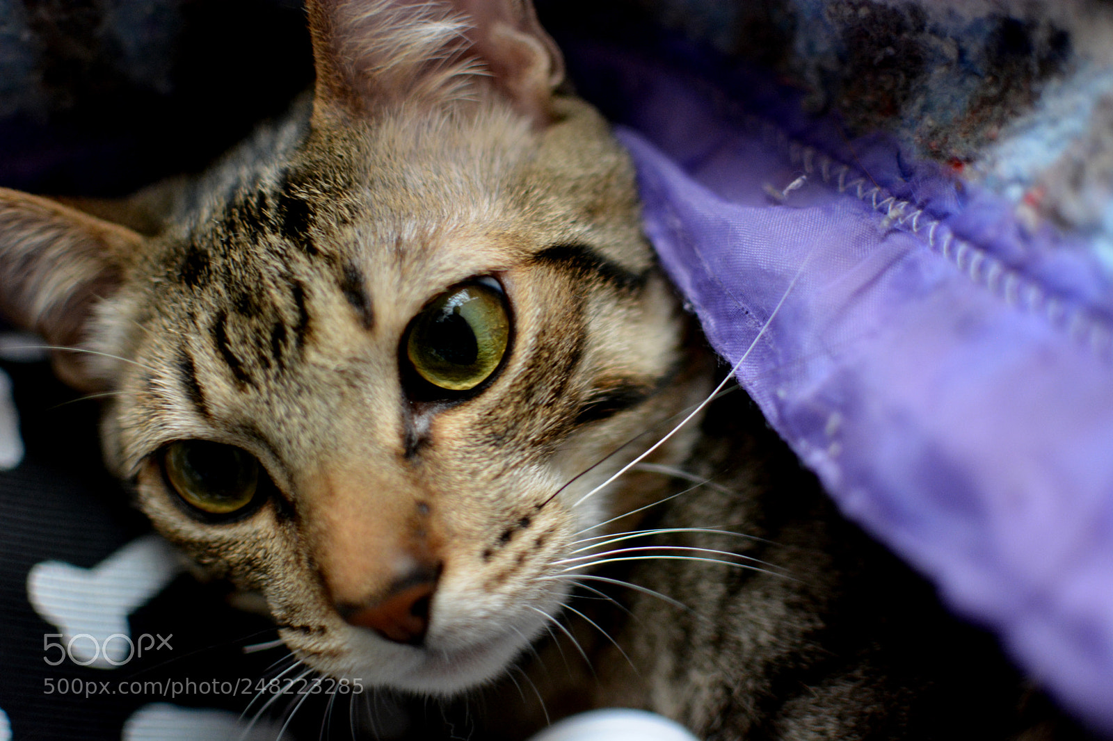 Nikon D5200 sample photo. Este é "slash"! photography