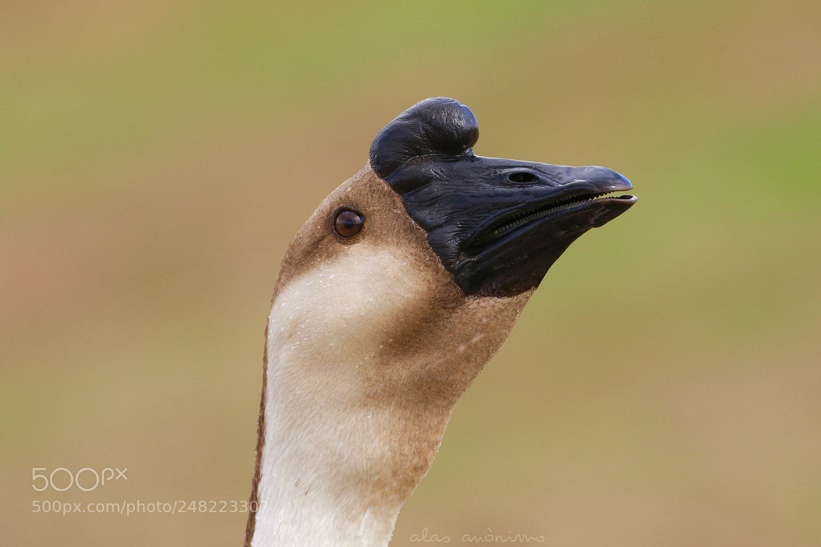Canon EOS 7D Mark II sample photo. Show me those teeth.....! photography