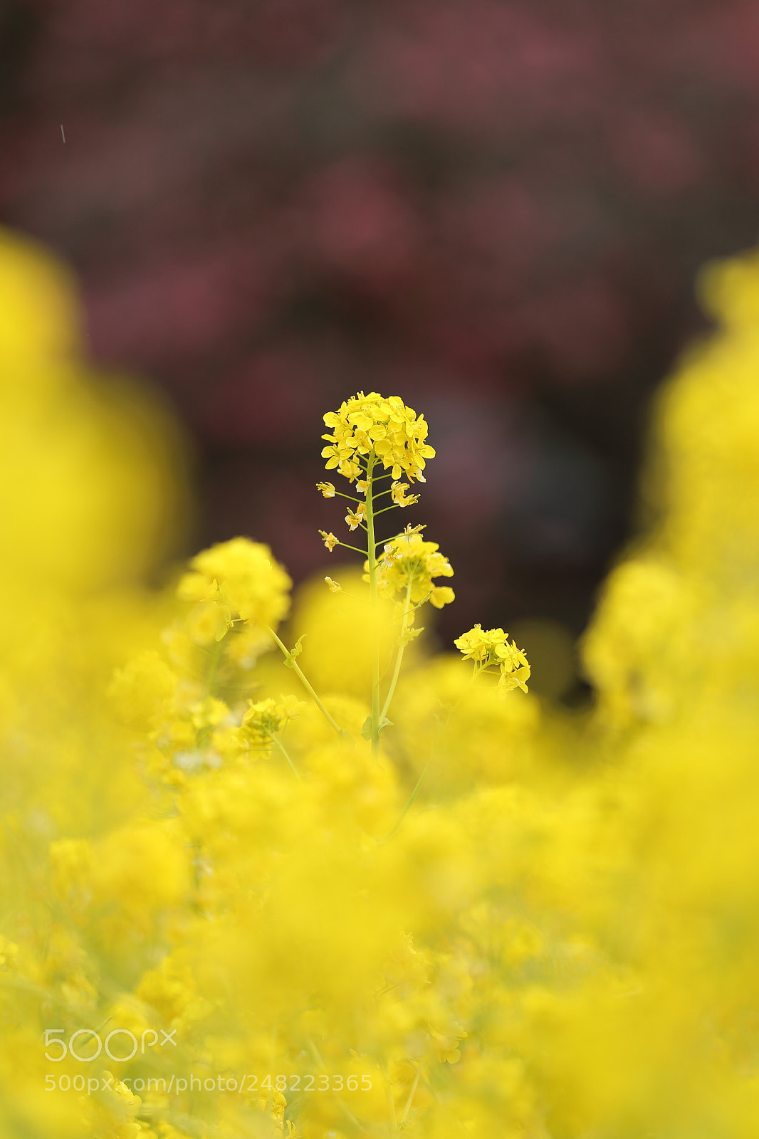 Canon EF 70-200mm F2.8L IS II USM sample photo. Canola photography