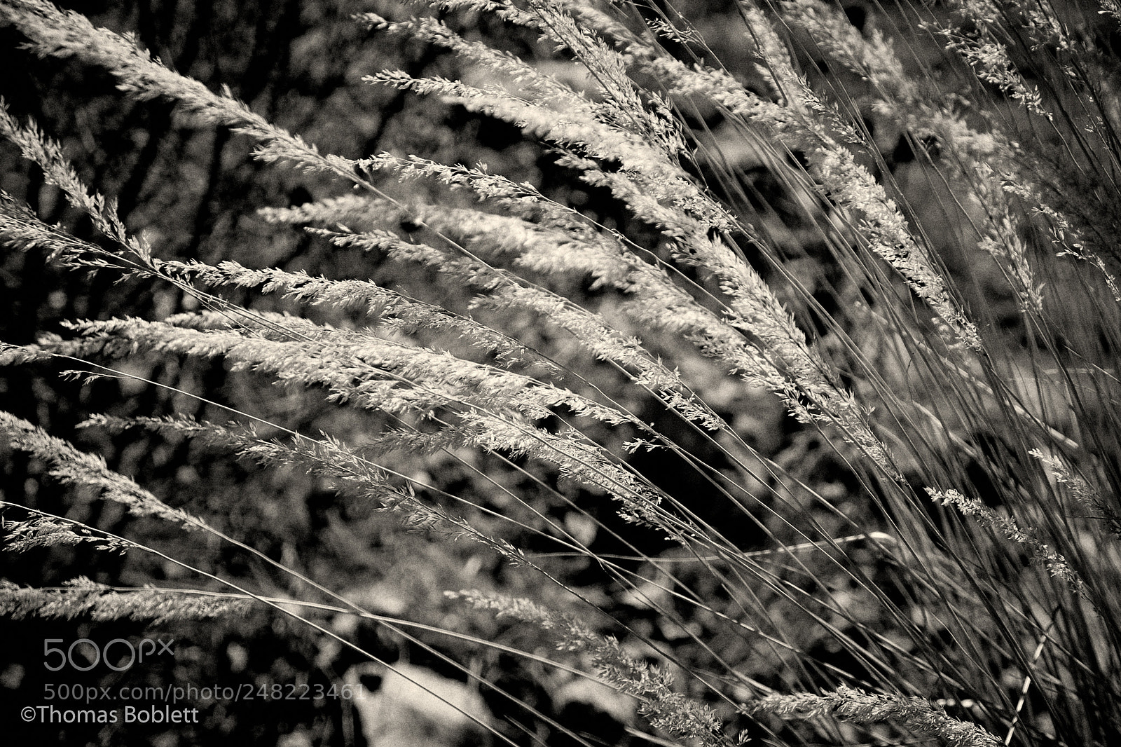 Fujifilm X-T2 sample photo. Grass in wind photography