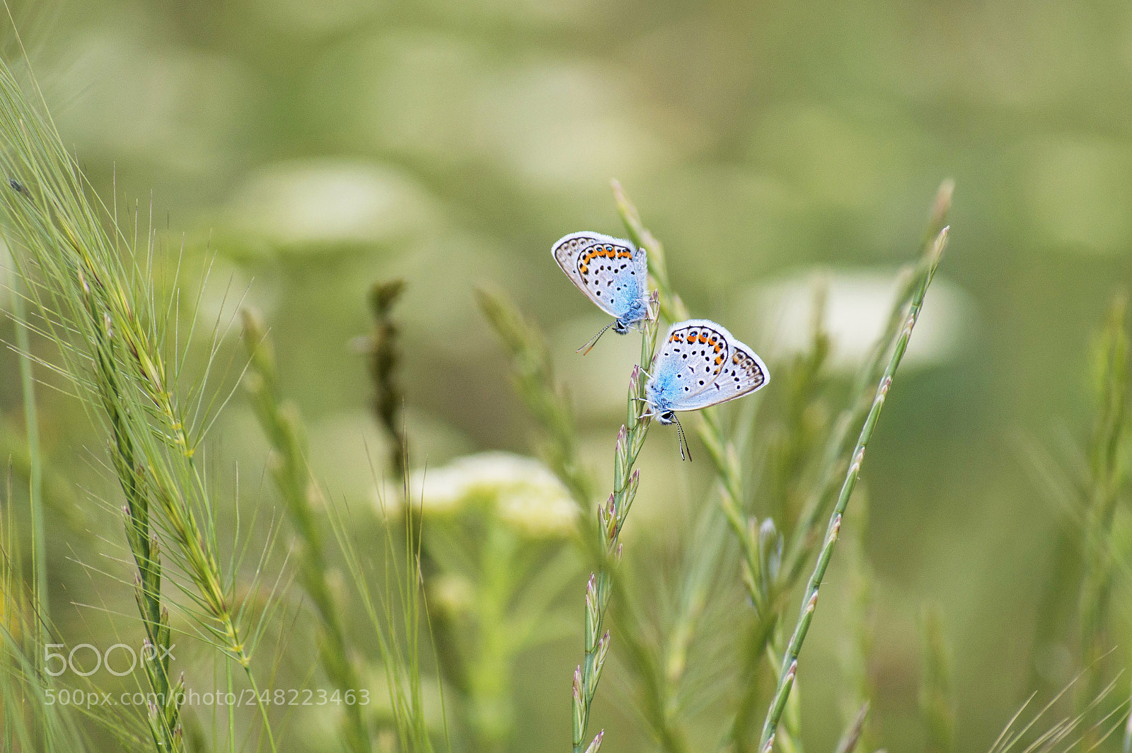 Nikon D3200 sample photo. Two photography