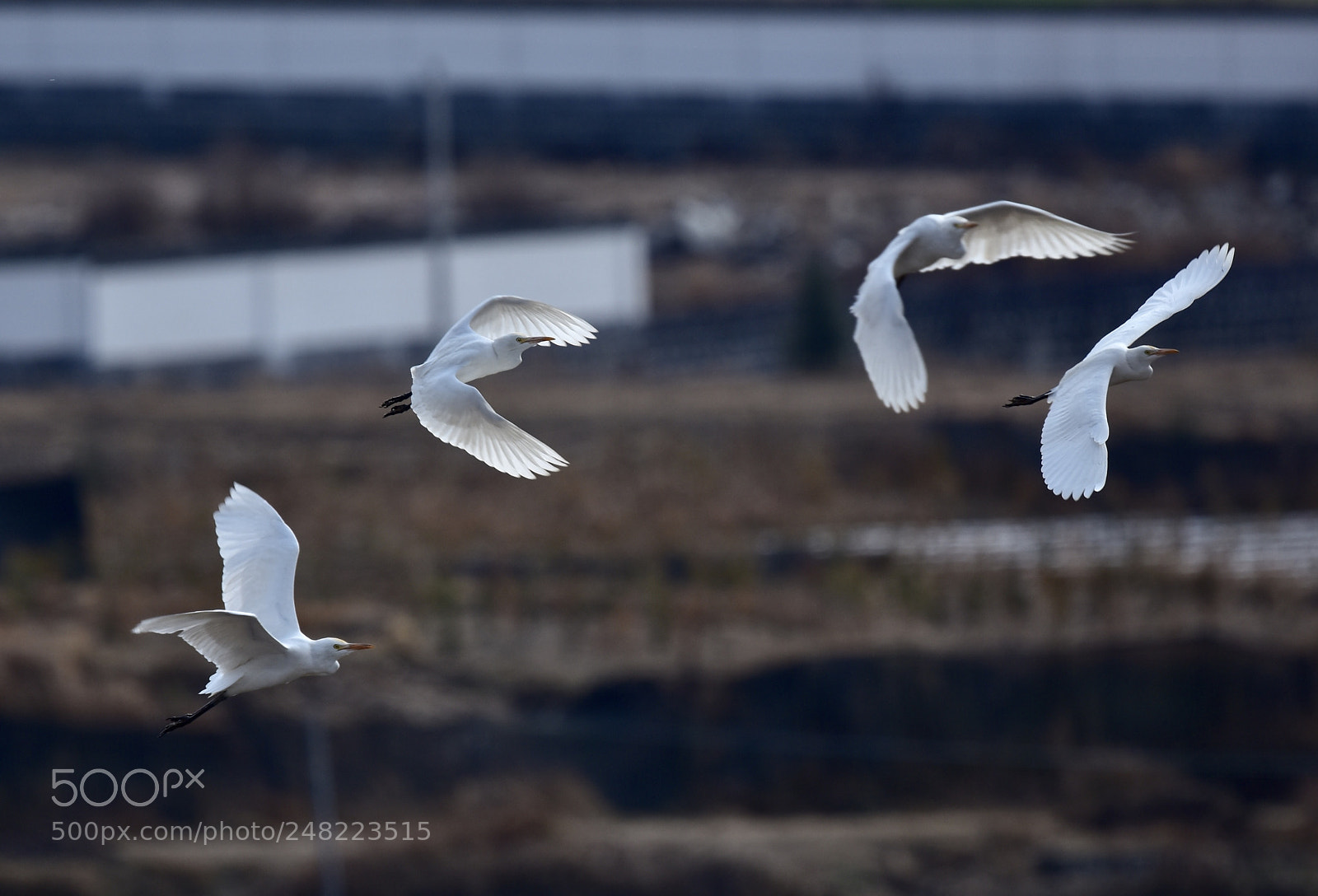 Nikon D7200 sample photo. Fly photography