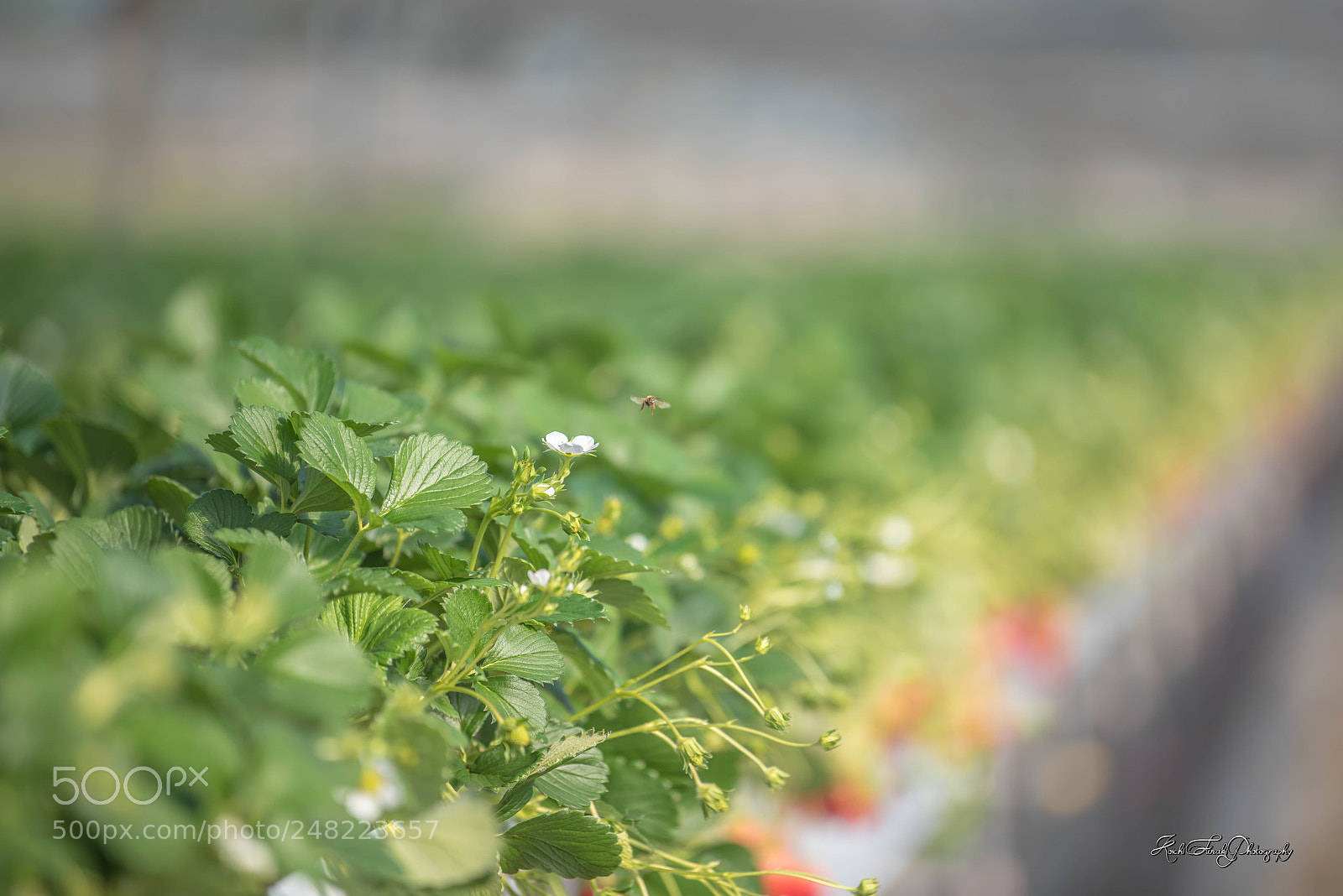 Nikon D810 sample photo. Greenhouse strowberry cultivation photography