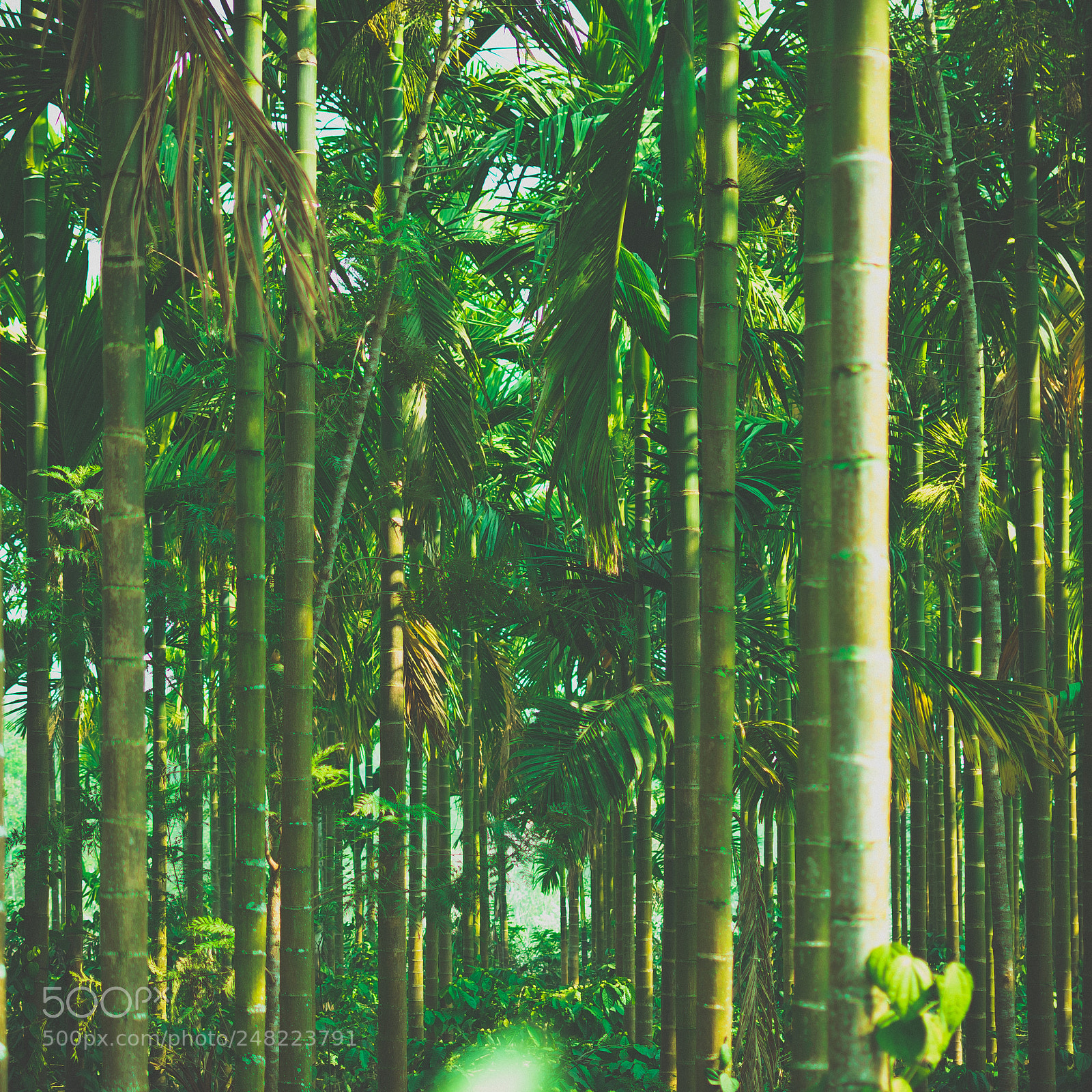 Nikon D3400 sample photo. Coorg, india photography