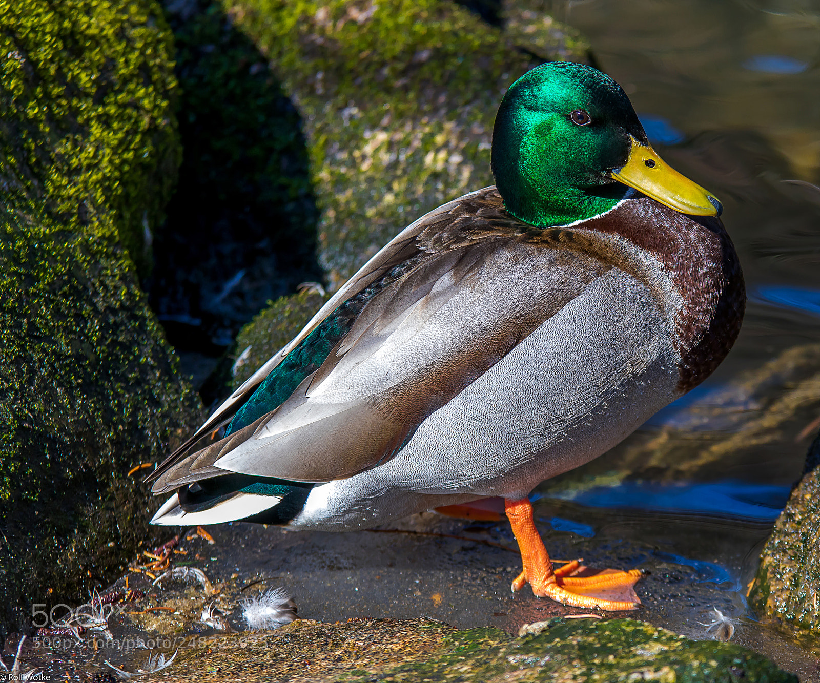 Canon EOS 7D Mark II sample photo. Erpel photography