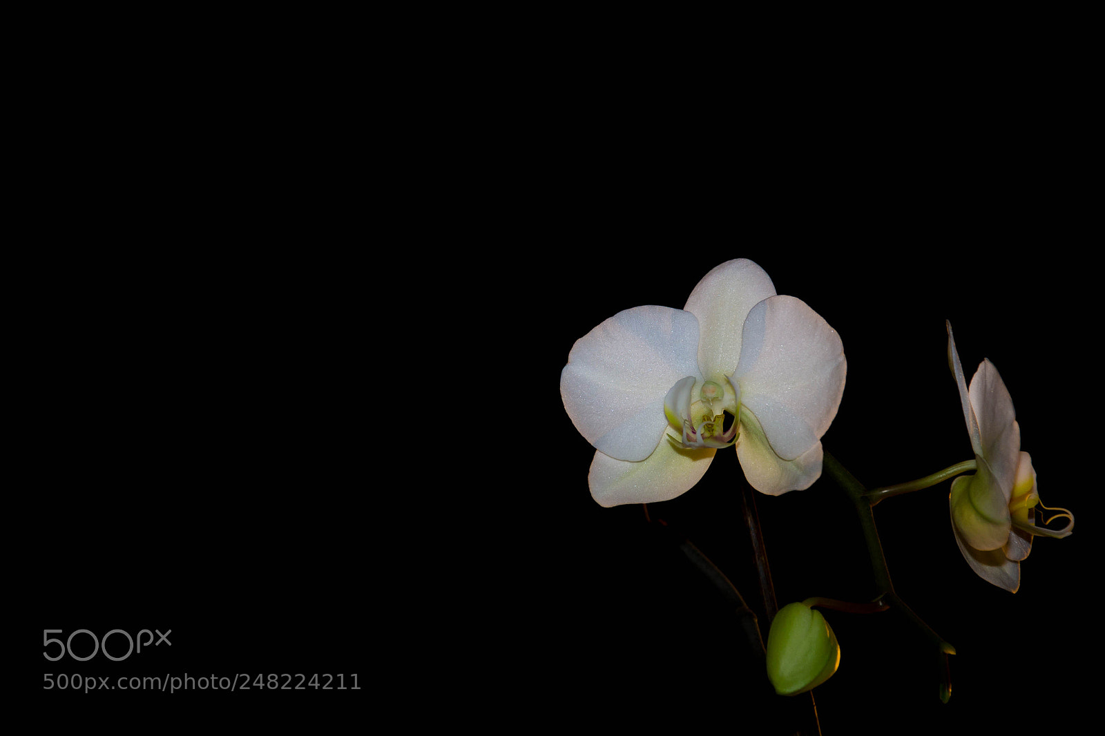 Nikon D3100 sample photo. Orchid in the spotlight photography