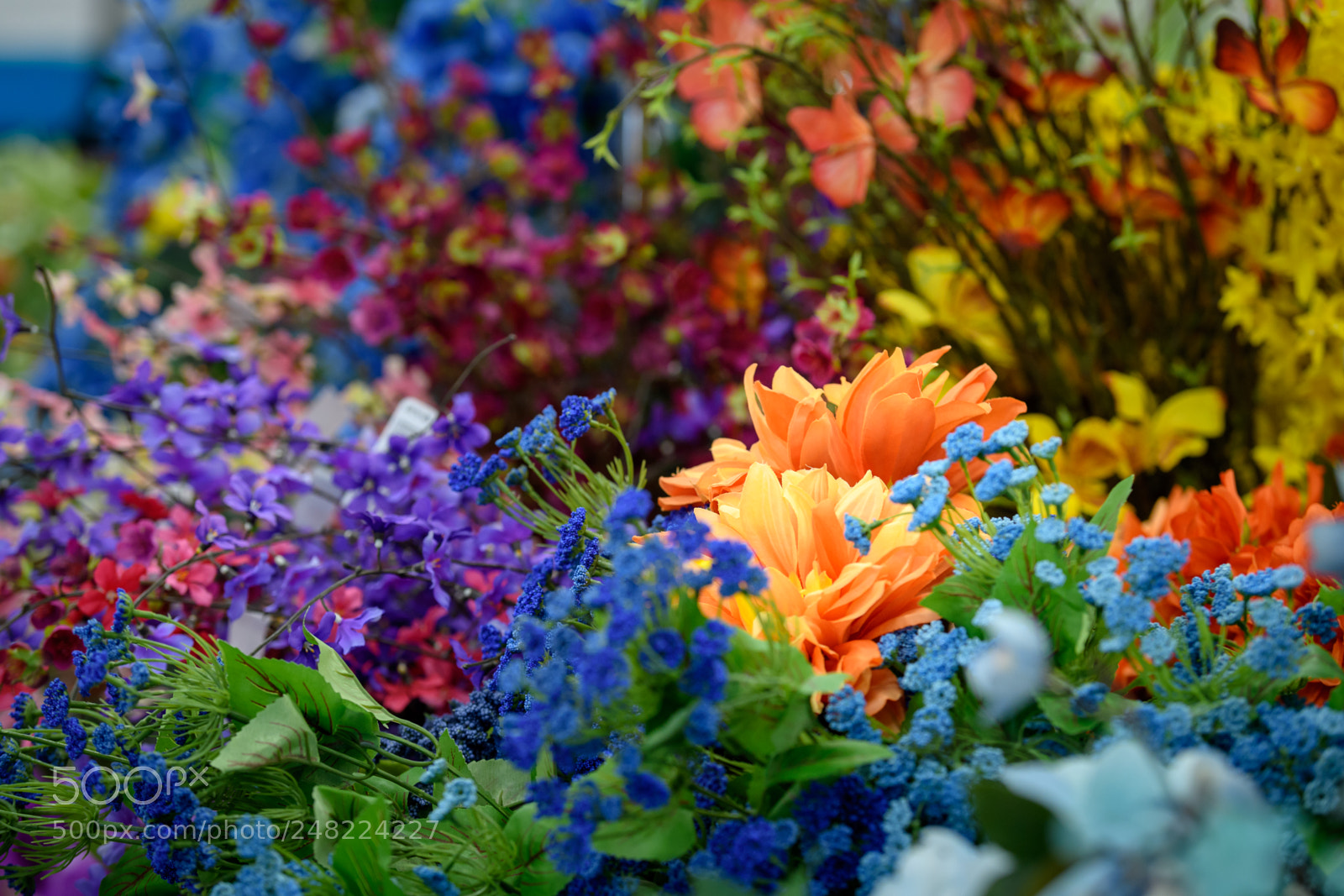 Nikon D500 sample photo. Michael's flowers photography