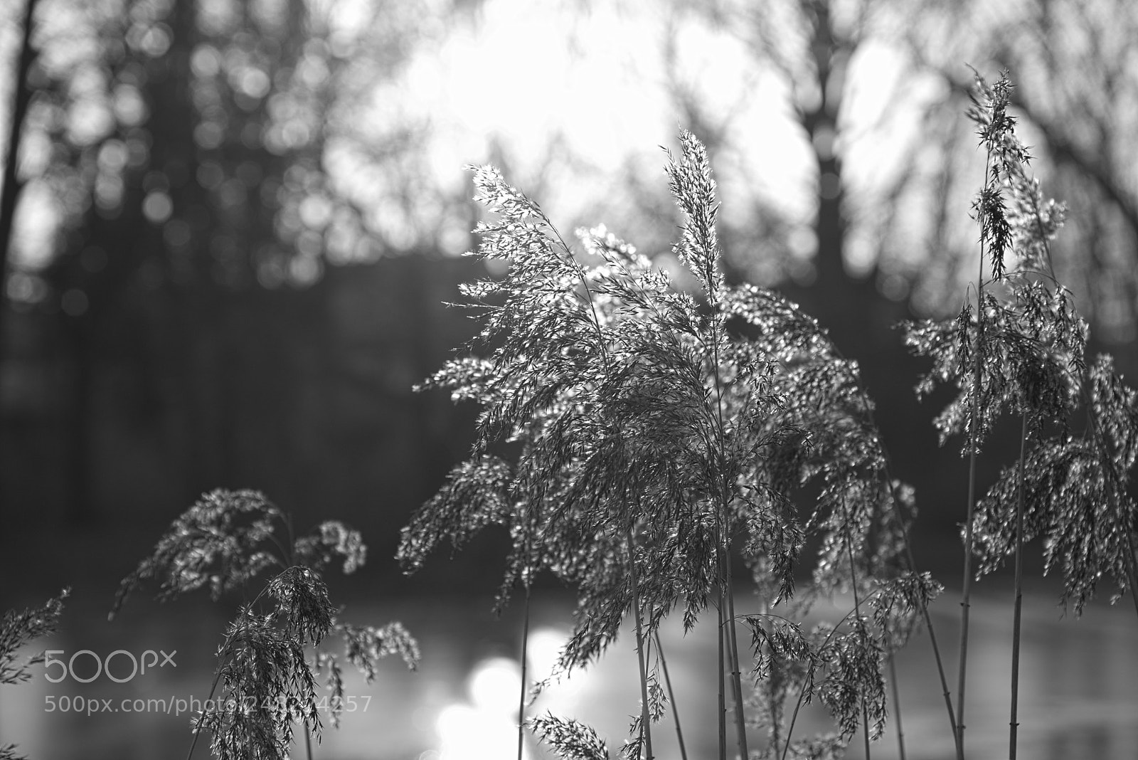 Fujifilm X-T20 sample photo. Phragmites australis photography