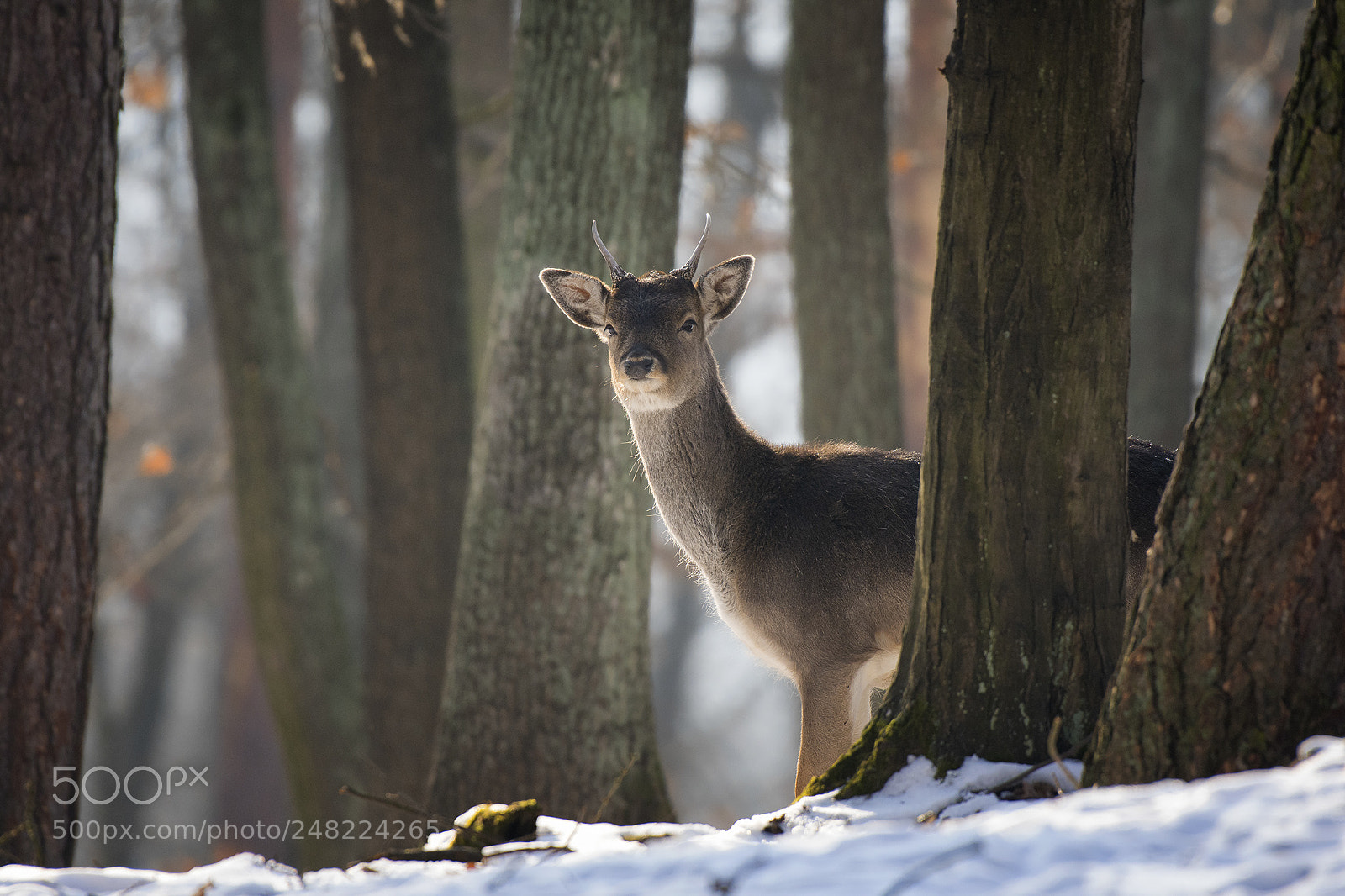 Nikon D7200 sample photo. Daněk evropský photography