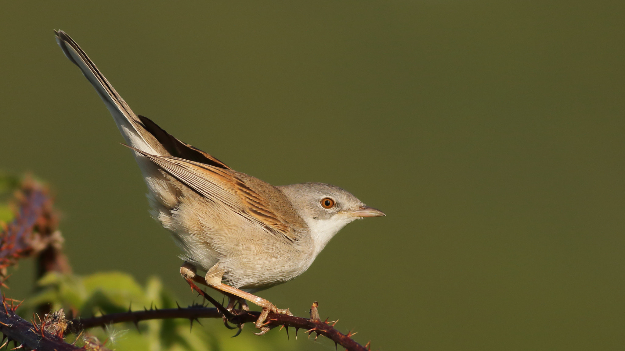 Canon EOS 70D + Canon EF 400mm F5.6L USM sample photo. Whitethroat in sunset photography