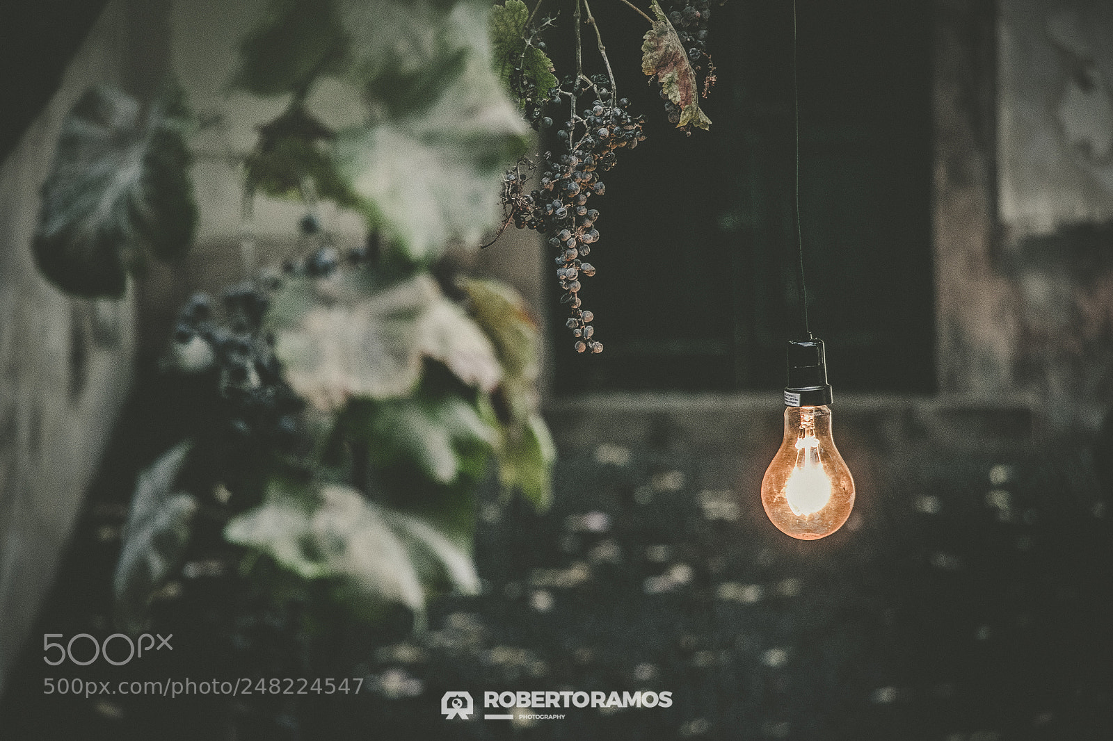 Canon EOS 80D sample photo. Grapes: light it up! photography