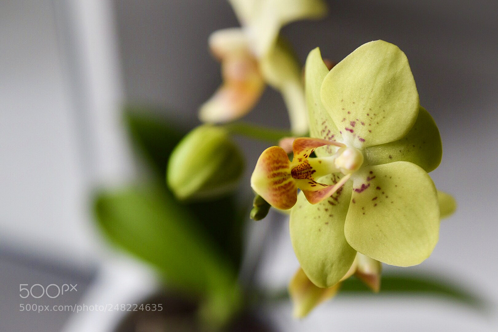 Nikon D5500 sample photo. Untitled photography